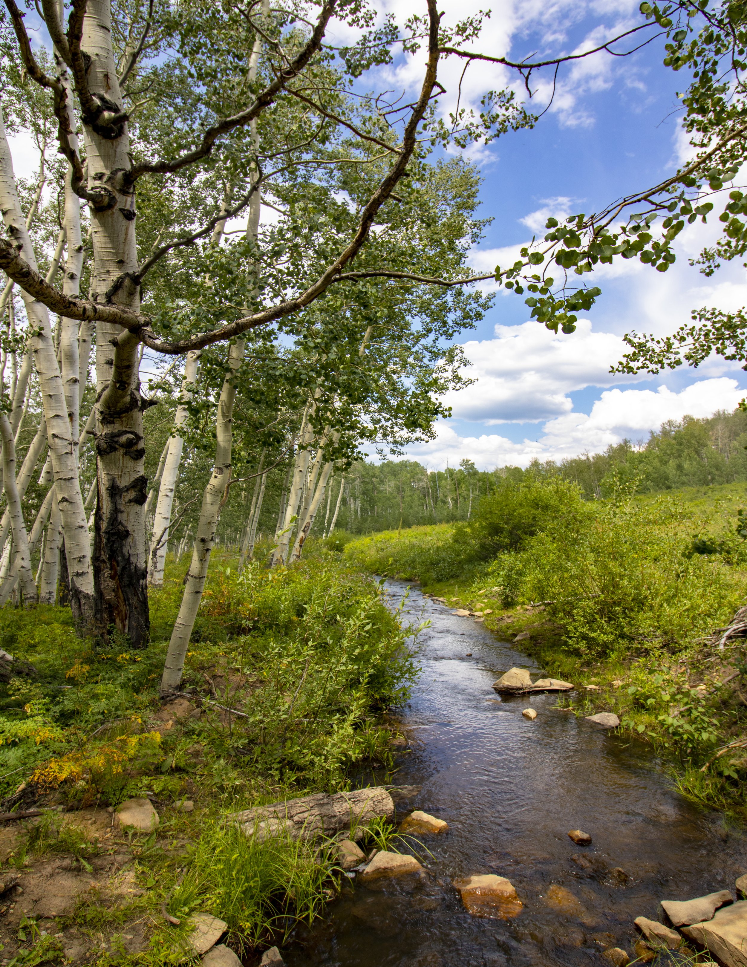 creek.jpg