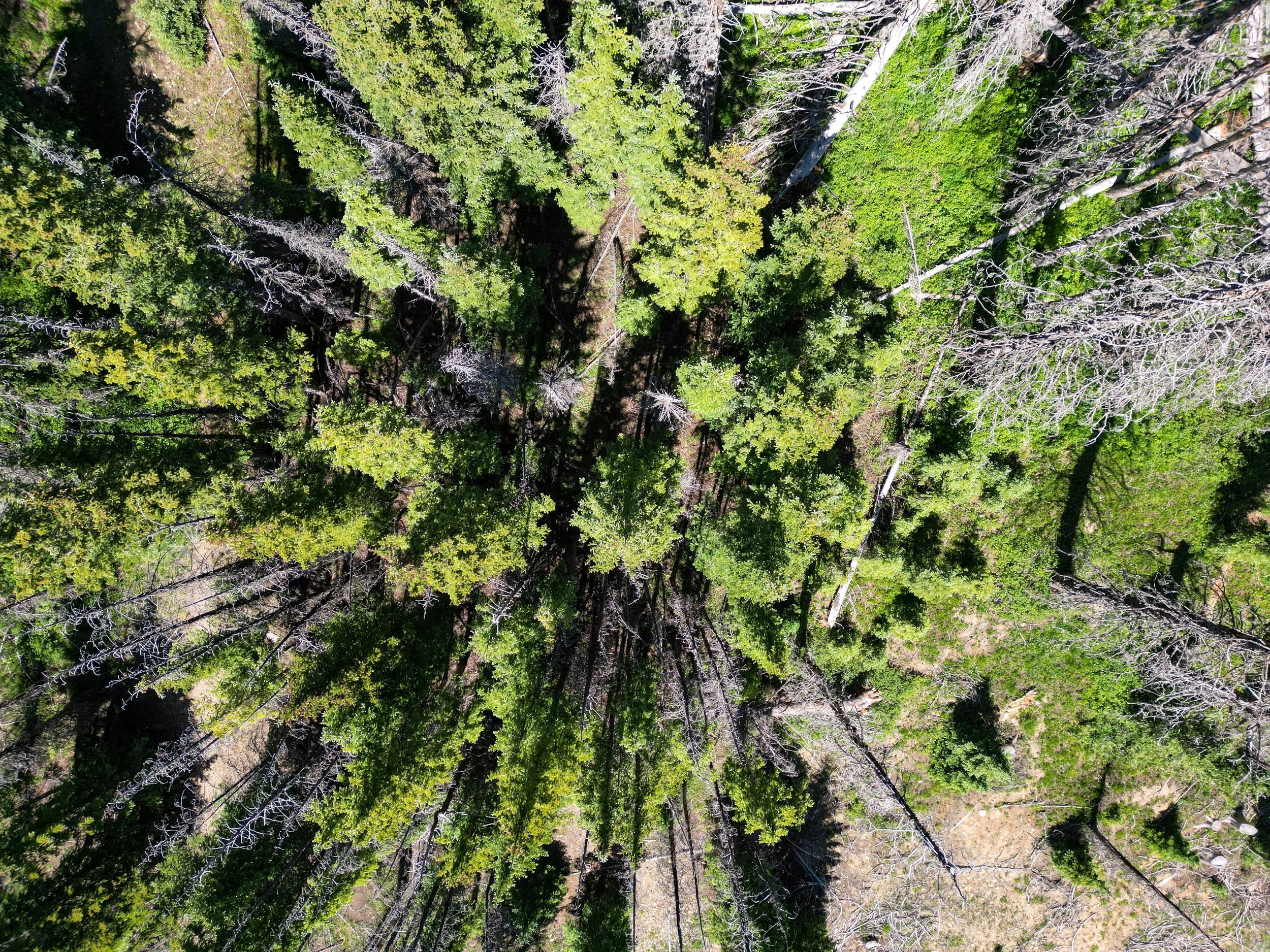 Pines looking down.jpg