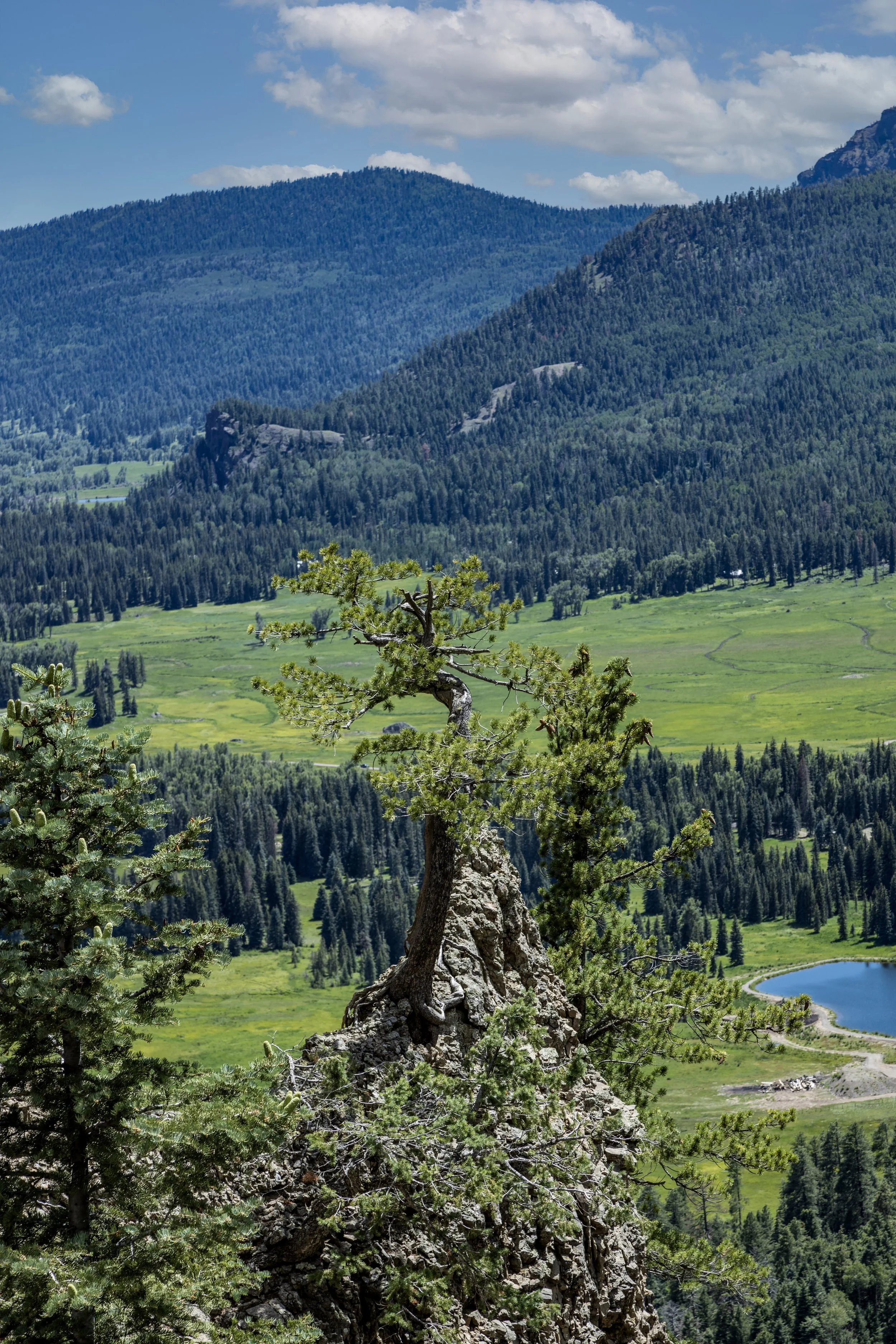 Bonsai Tree copy.jpg