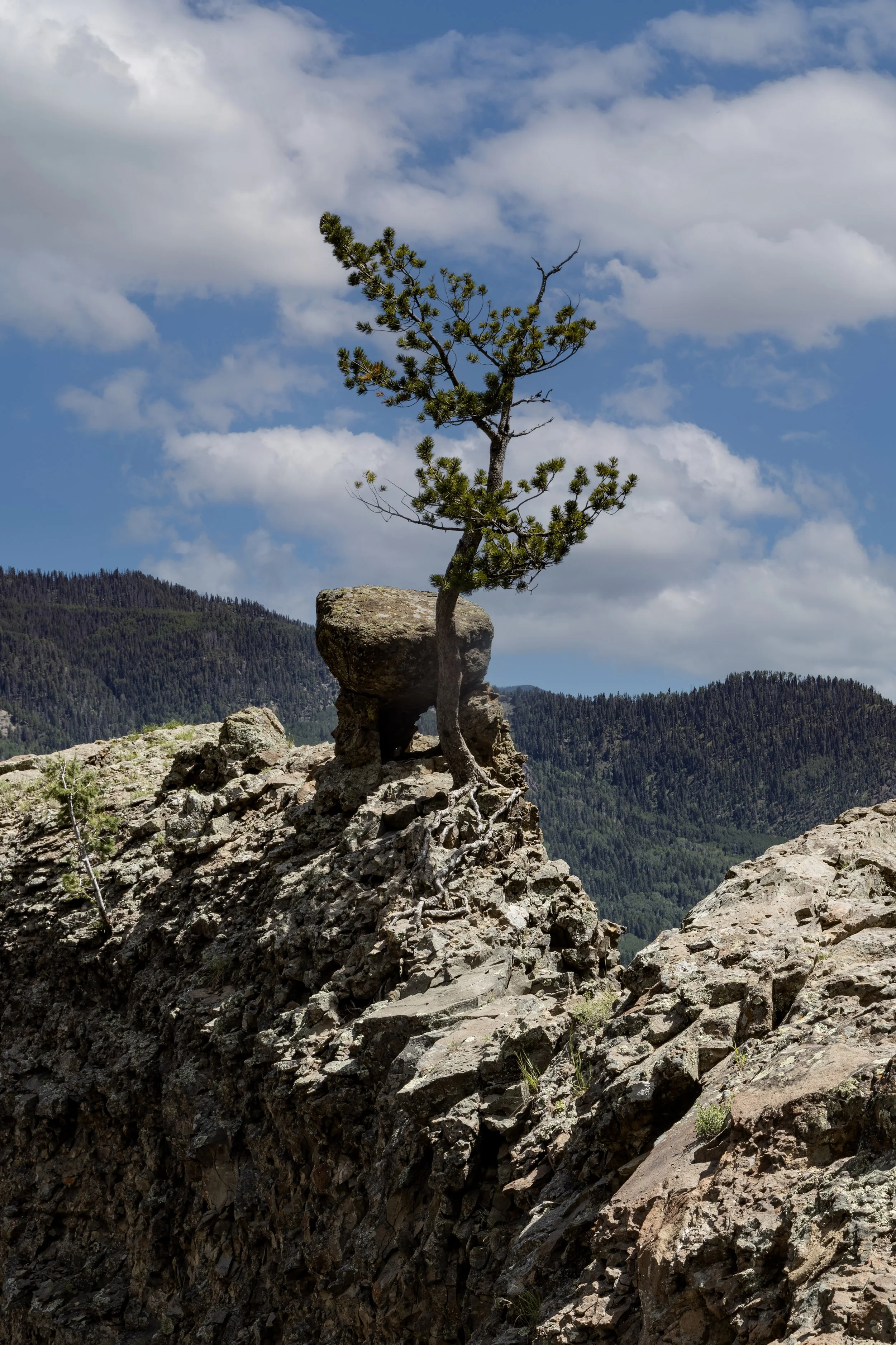 Bonsai Tree 2 copy.jpg
