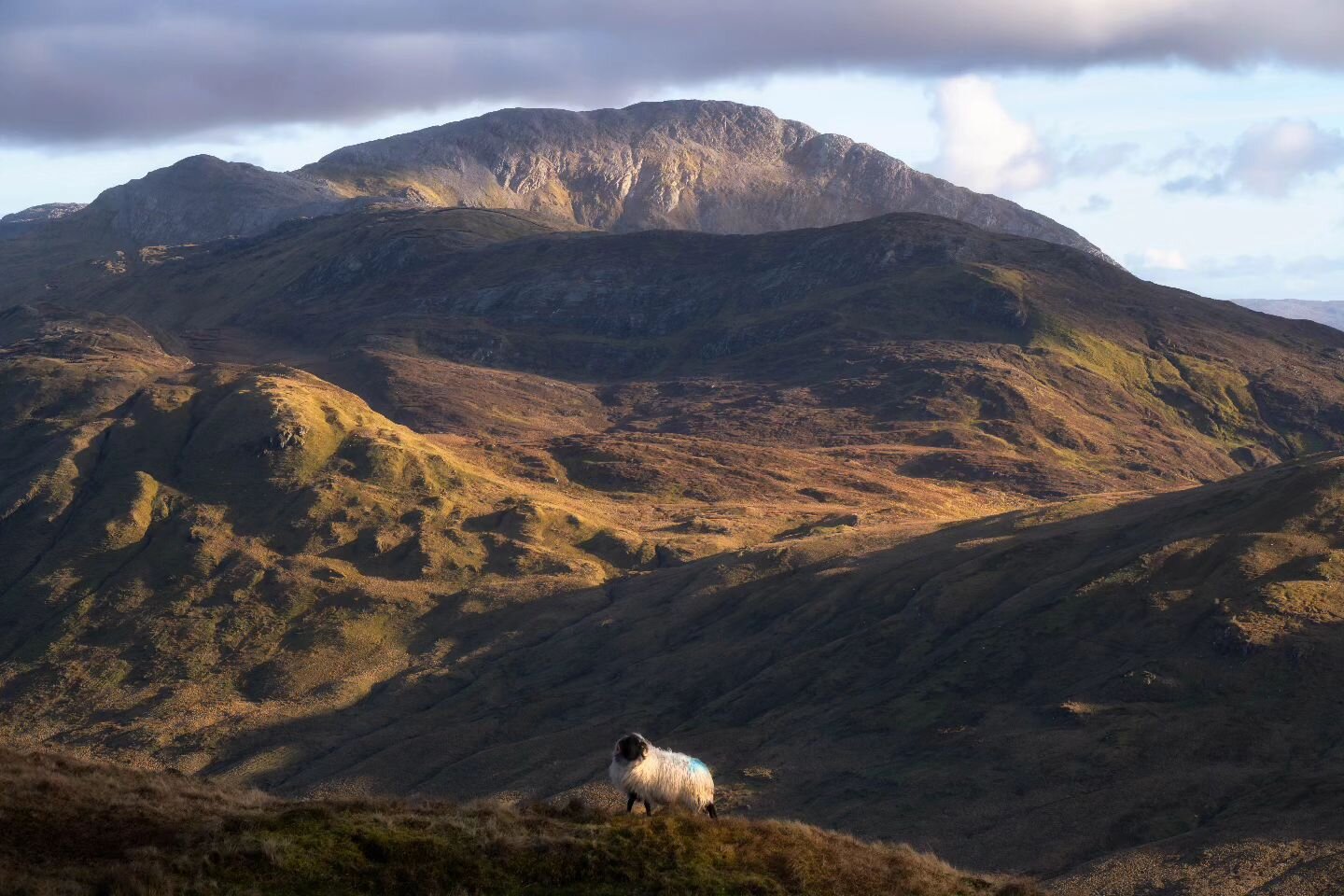 Sometimes when sheep pose in the perfect position I have to take a picture of them even if it is very touristy. One from a hike here Killary with great views over the fjord and surrounding mountains. 
 #leenane #loves_ireland #instaireland #inspirela