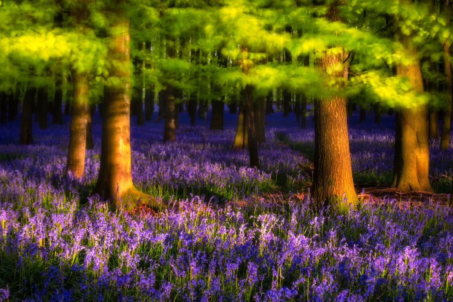 Still probably my favourite bluebell picture and it's from 2018. I was struggling to find something that looked good on the camera. I had set up this composition with the new beech leaves blowing in the wind when the sun broke through and I knew it w