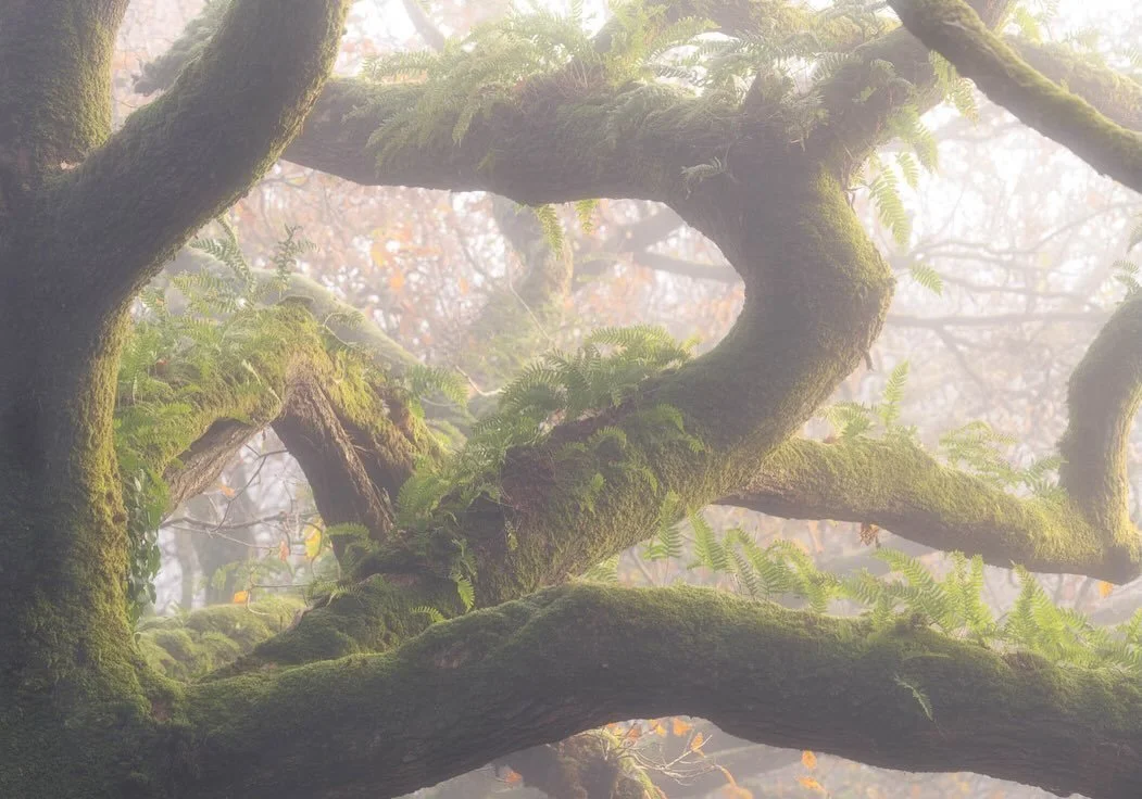 Just started reading 'An Irish Atlantic Rainforest' by @irishrainforest and it's inspiring me to think about what our countryside could look like with more wild spaces. Here's a glimpse of the vibrant, untouched beauty that's possible when nature is 