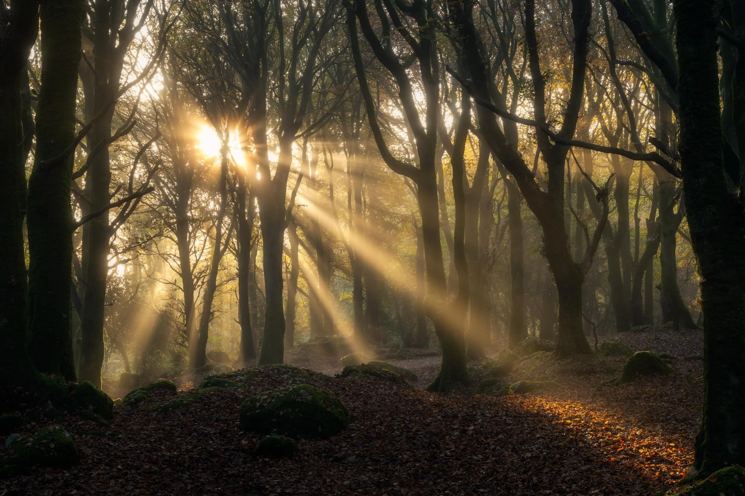 An older one from Barna woods before the storm got it. I&rsquo;ve walked through several times without taking the camera out but I t&rsquo;s amazing when it all comes together &mdash; fog, light, and trees lining up just right and it looks unbelievab