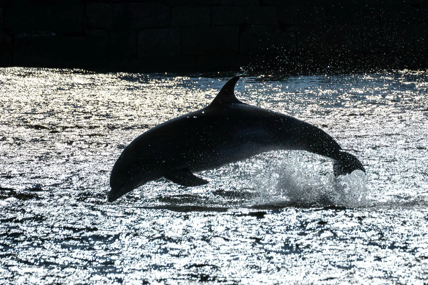 Galway dolphin at Nimmo&rsquo;s Pier. Loved the backlight silhouette and was water splashing off him. #galway #galwaybay #dolphin #ireland