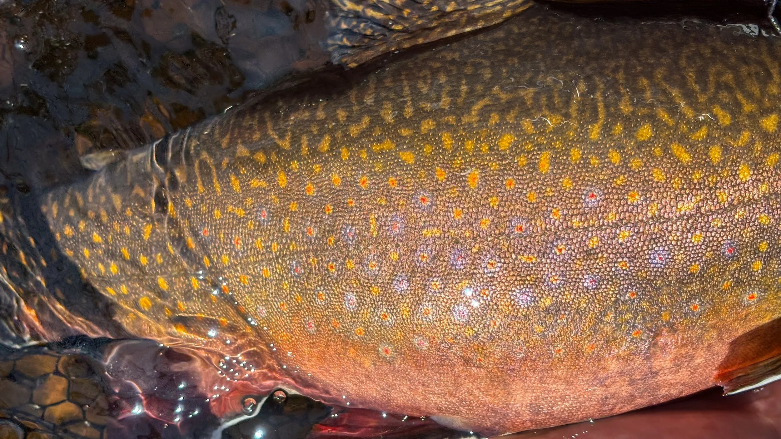 Brooke trout detail shot
