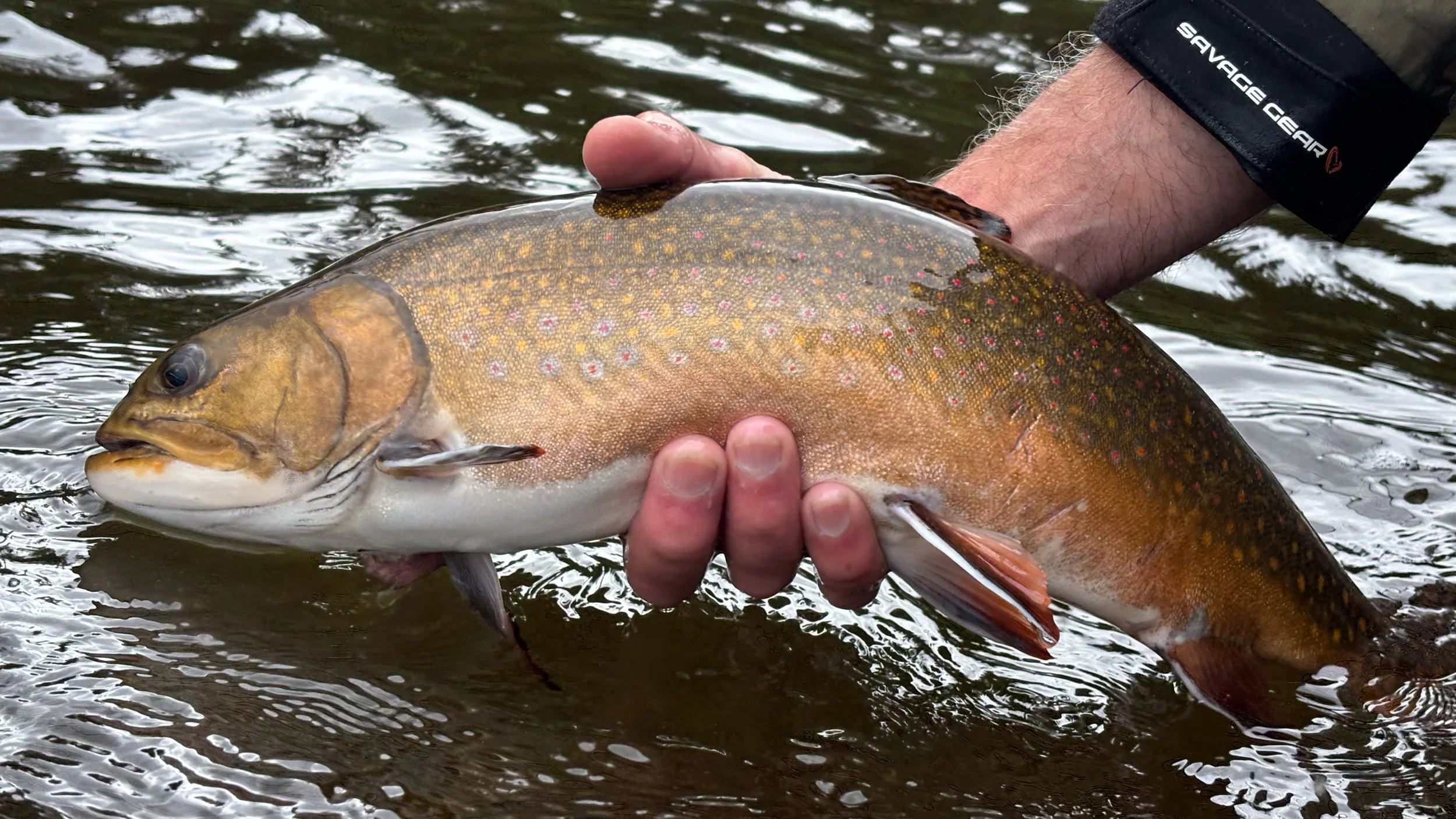 Releasing a nice brooke trout