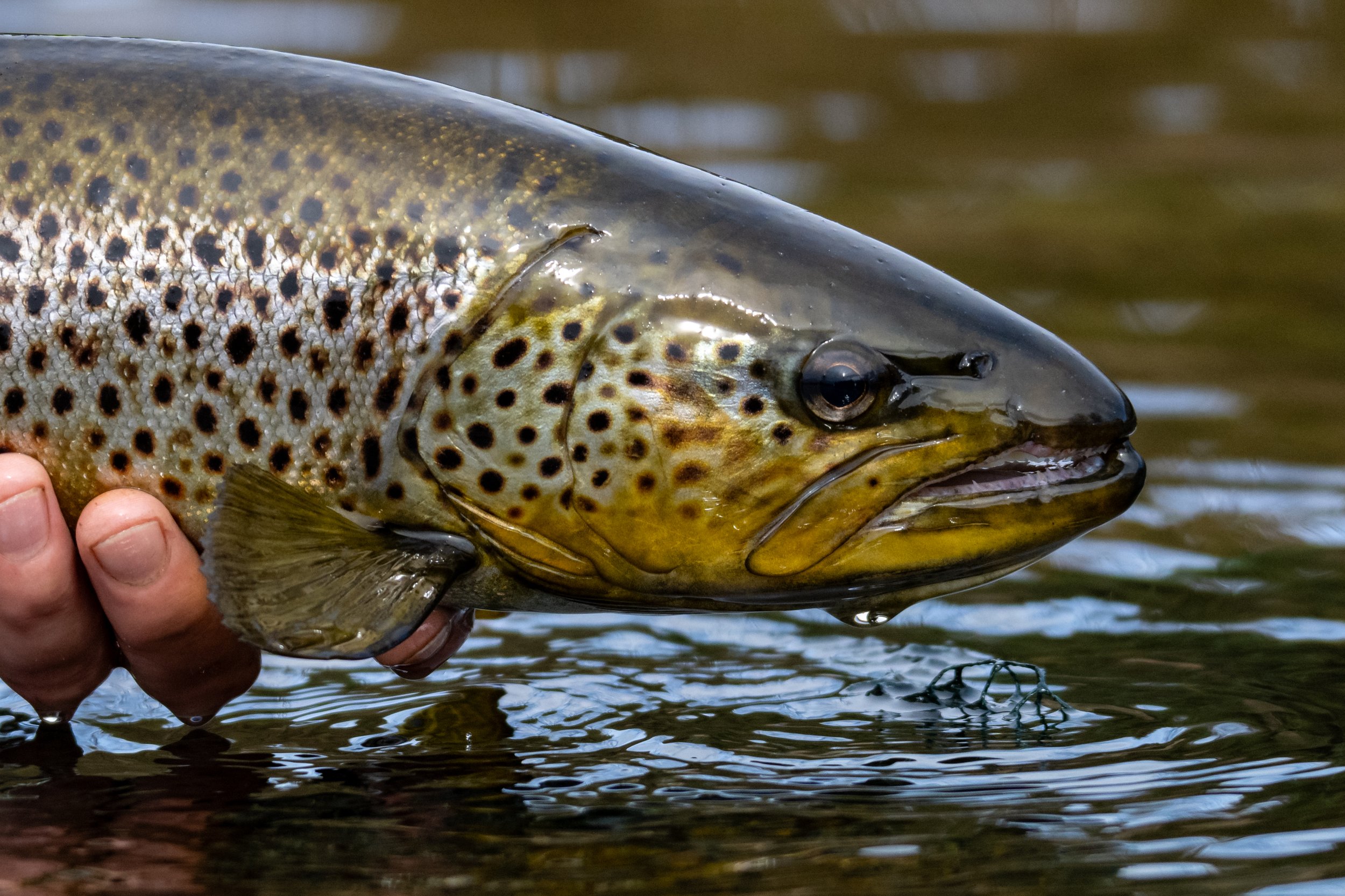 Brown trout detail above water