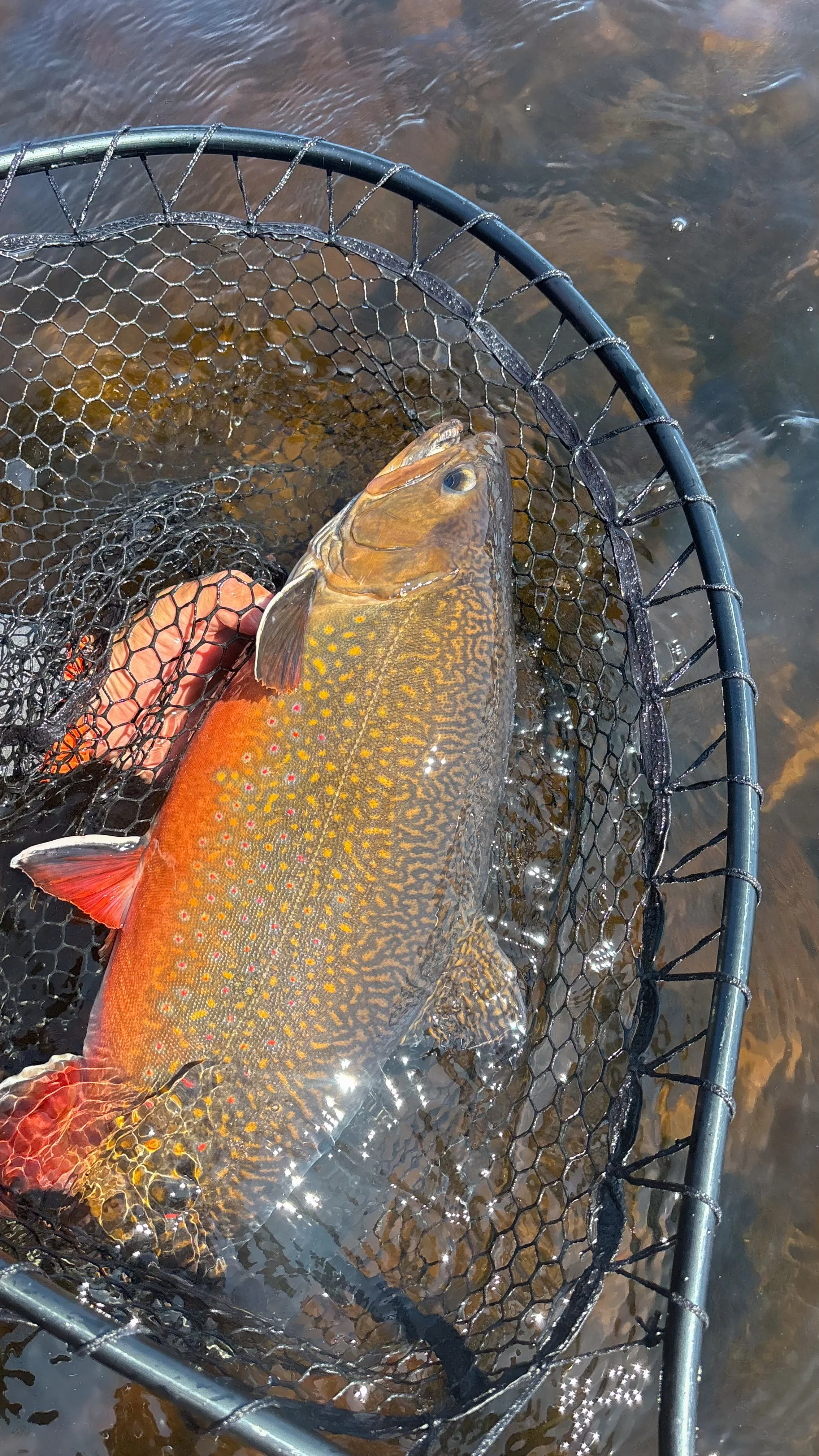 Brooke trout in the net