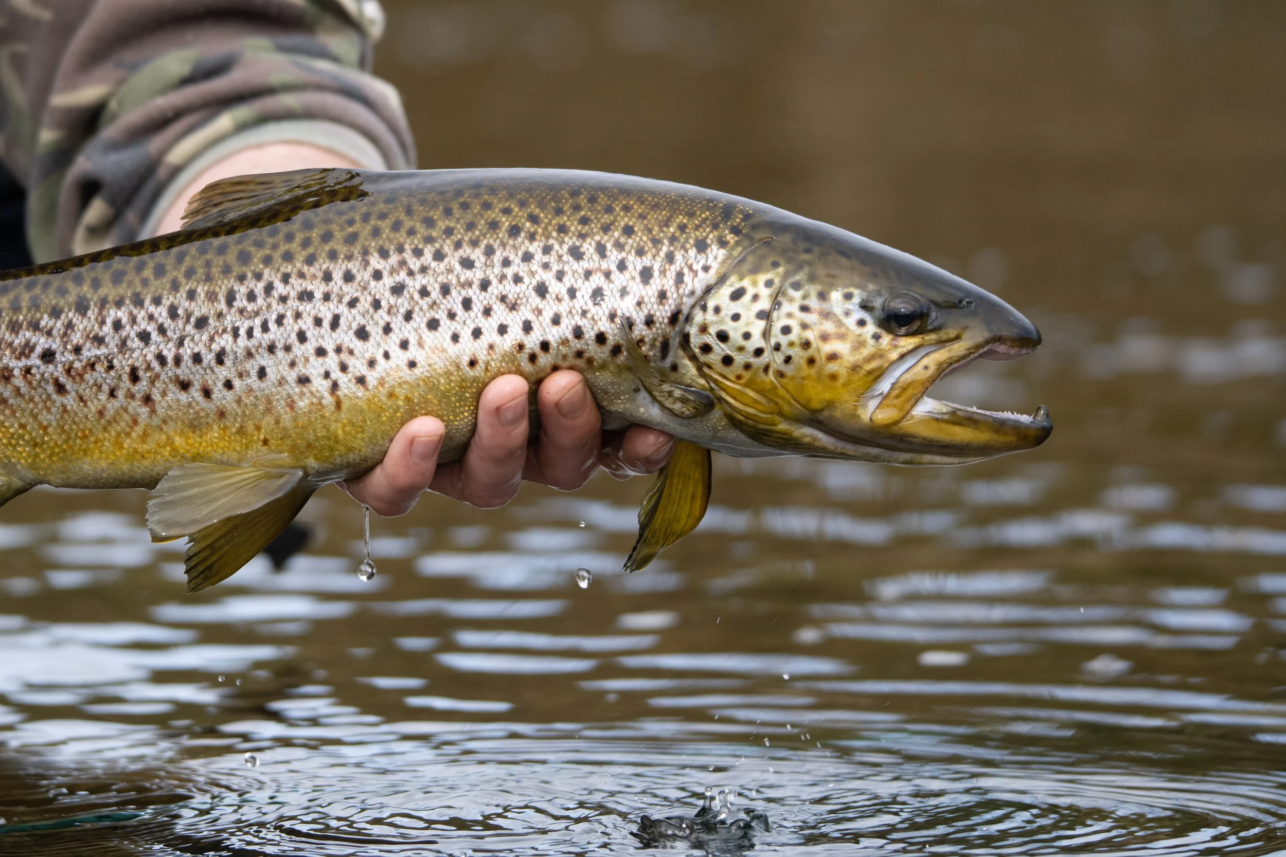 Brown trout from Screeb