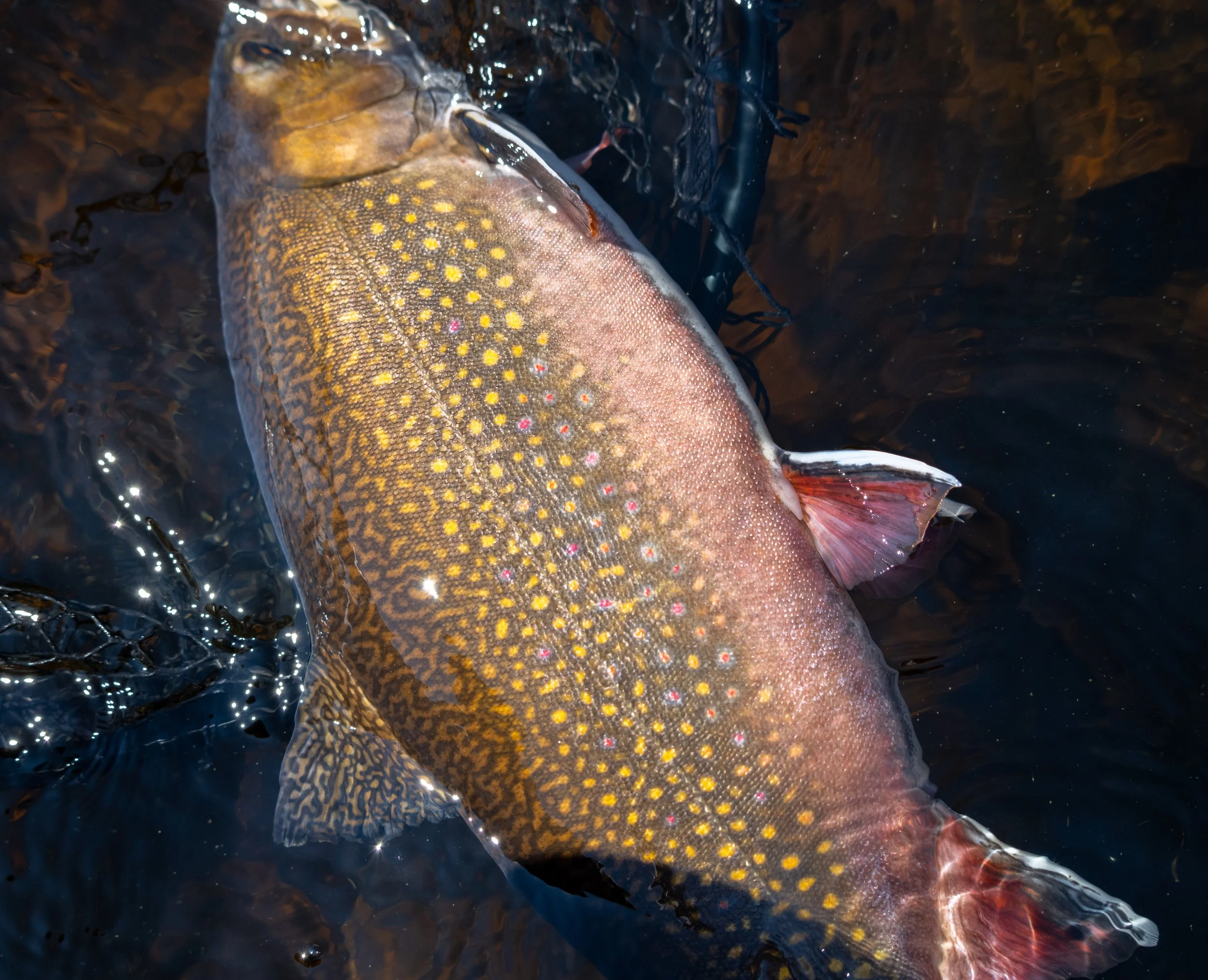 Brooke trout detail in the sun
