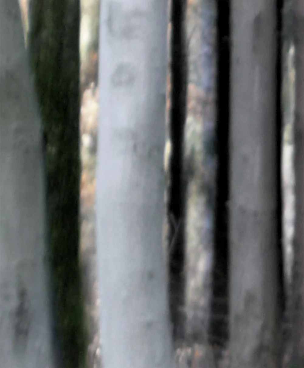 ODENWALD 1152 PH4, 2008. Pigment Ink Print on Paper 30 x 24 inches (76 x 70 cm). 