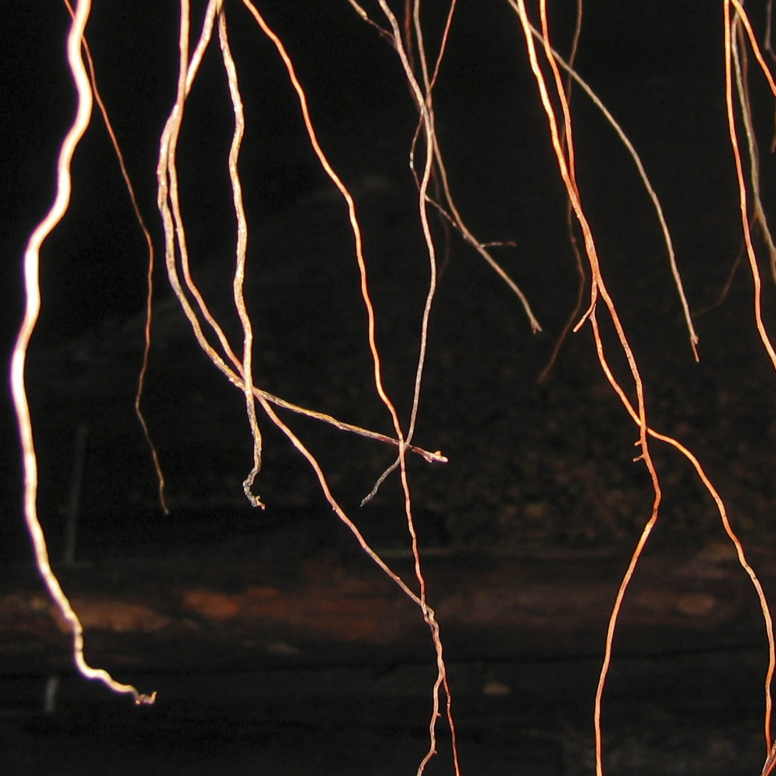 SELVA DE NOCHE 2, 2004. Pigment Ink Print on Paper 42 x 41.5 inches (106.6 x 105.4 cm). 