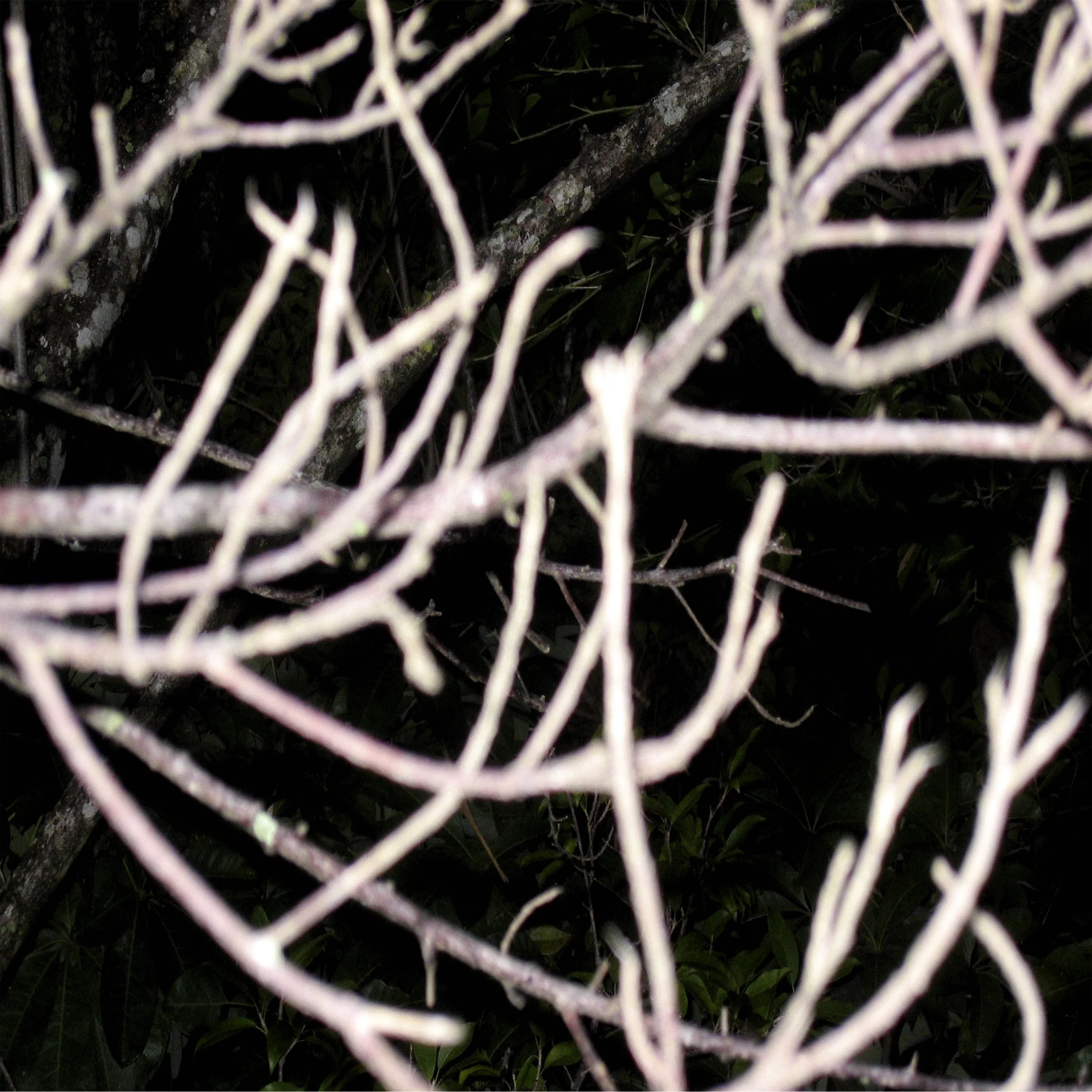 SELVA DE NOCHE 4, 2004. Pigment Ink Print on Paper 42 x 41.5 inches (106.6 x 105.4 cm). 