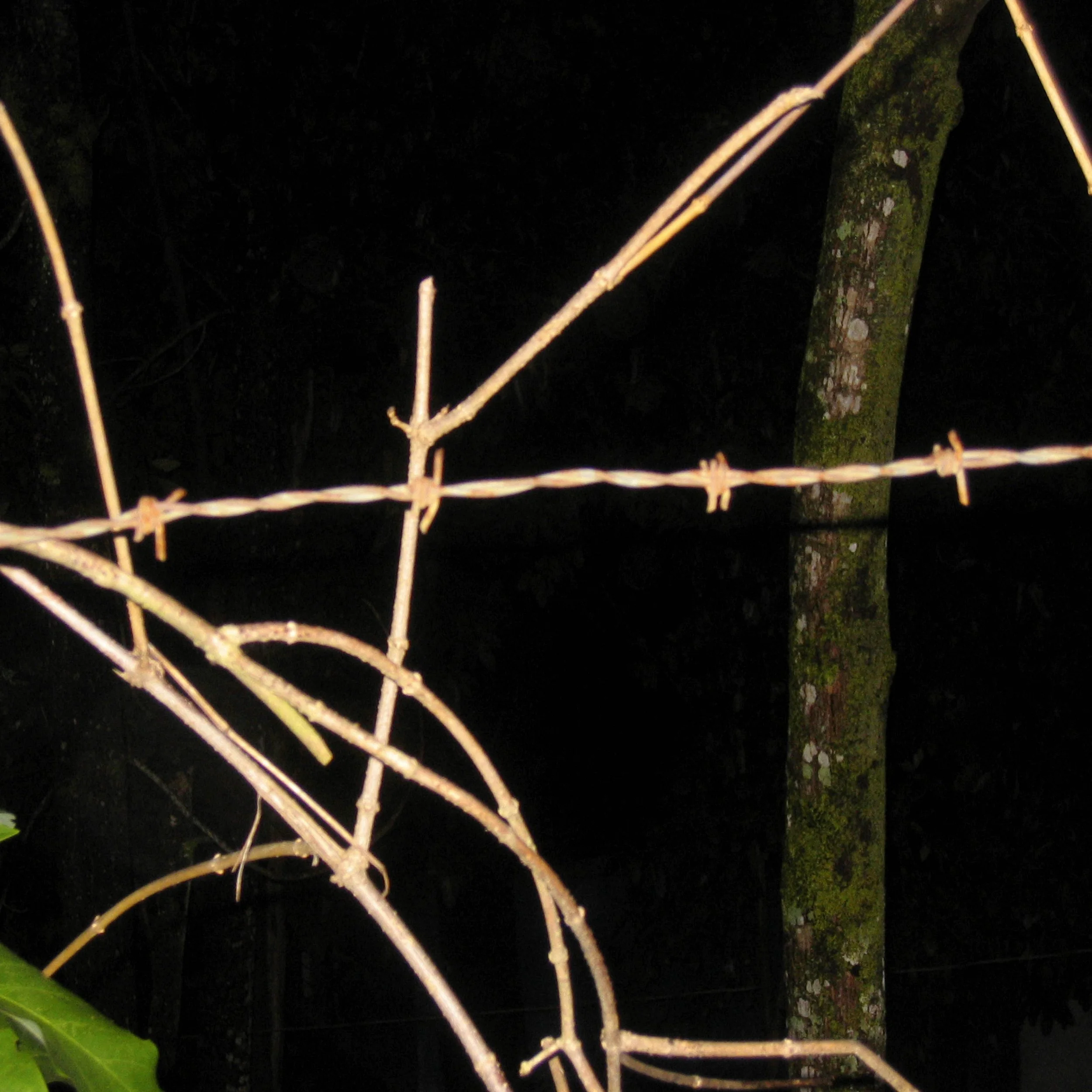 SELVA DE NOCHE 1 , 2004. Pigment Ink Print on Paper 42 x 41.5 inches (106.6 x 105.4 cm). 