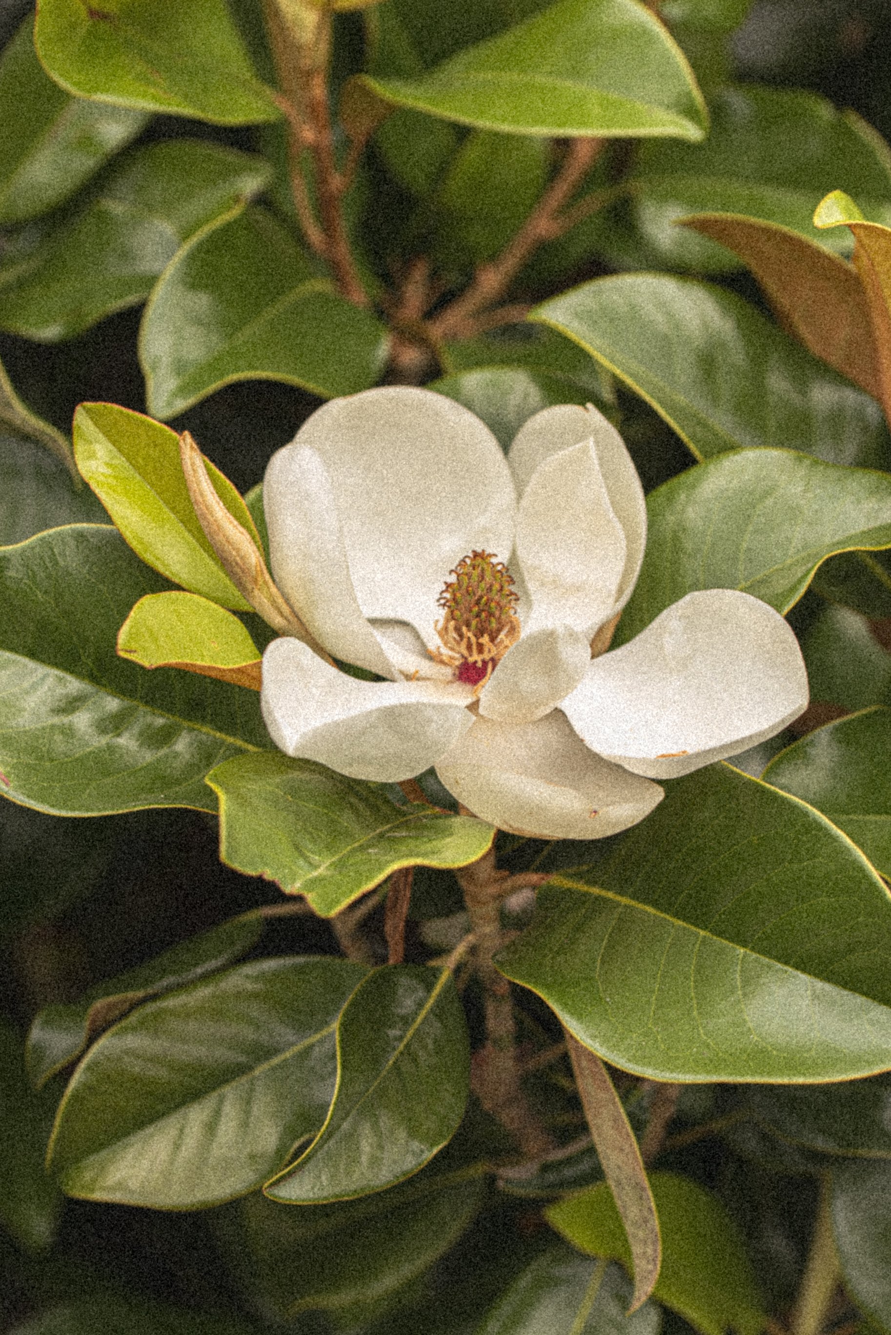 Moncus Azaleas-1.jpg