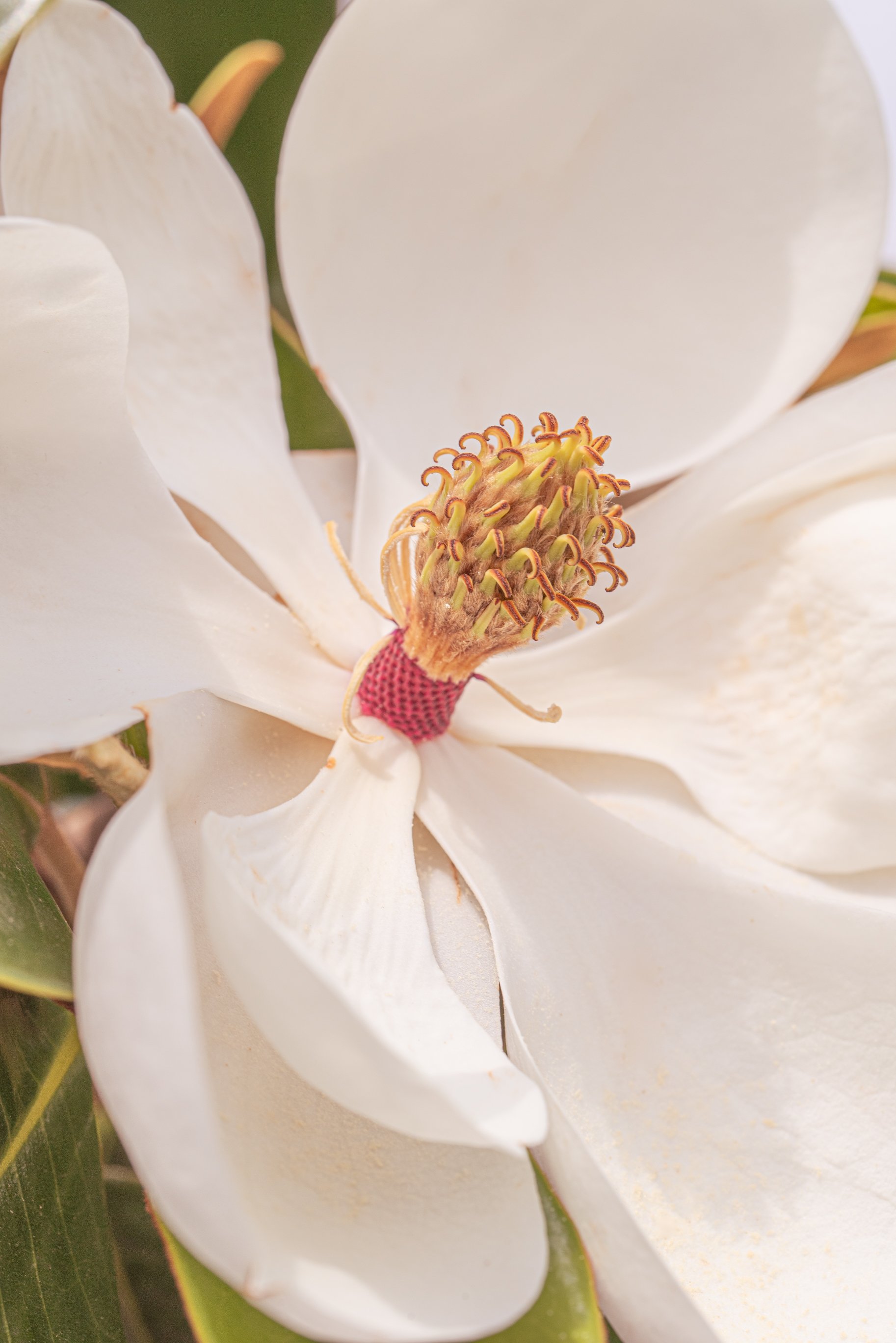 Magnolia Pistil (Color)