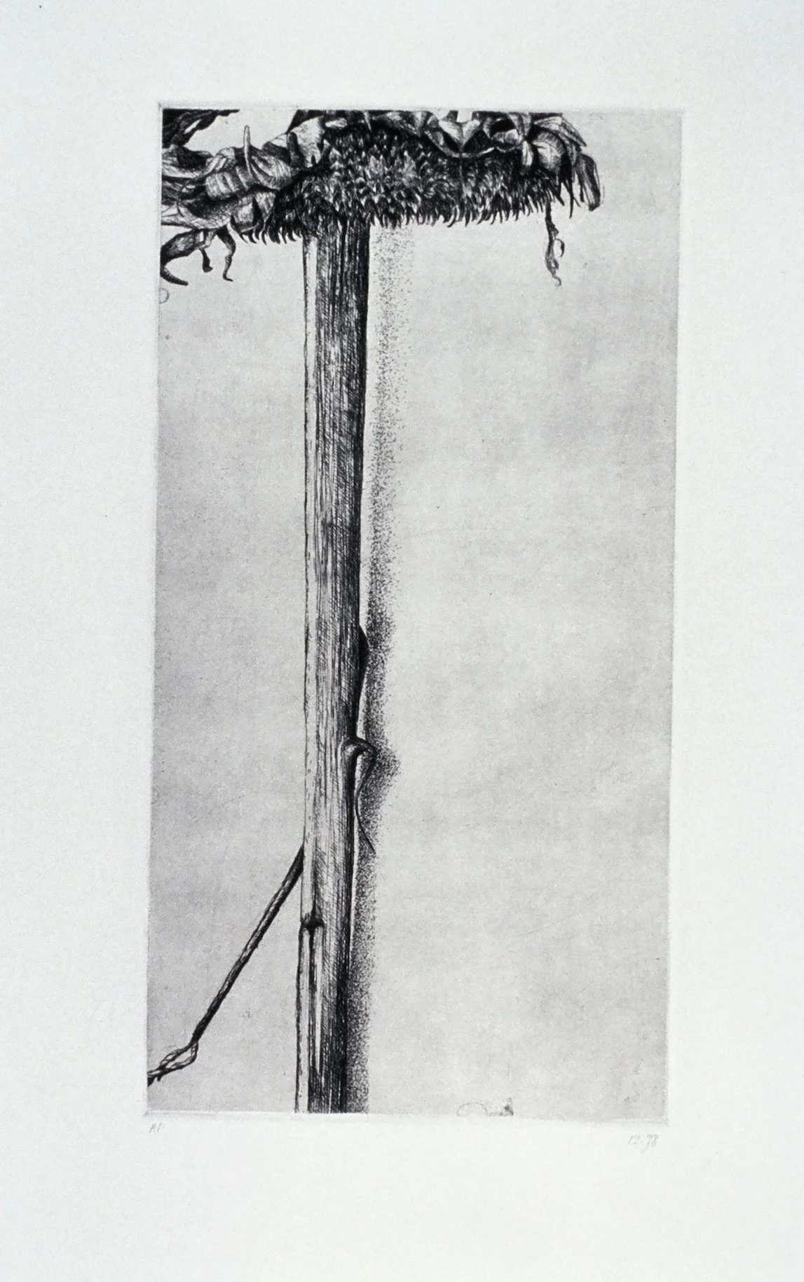 hampshire-sunflower2 .jpeg
