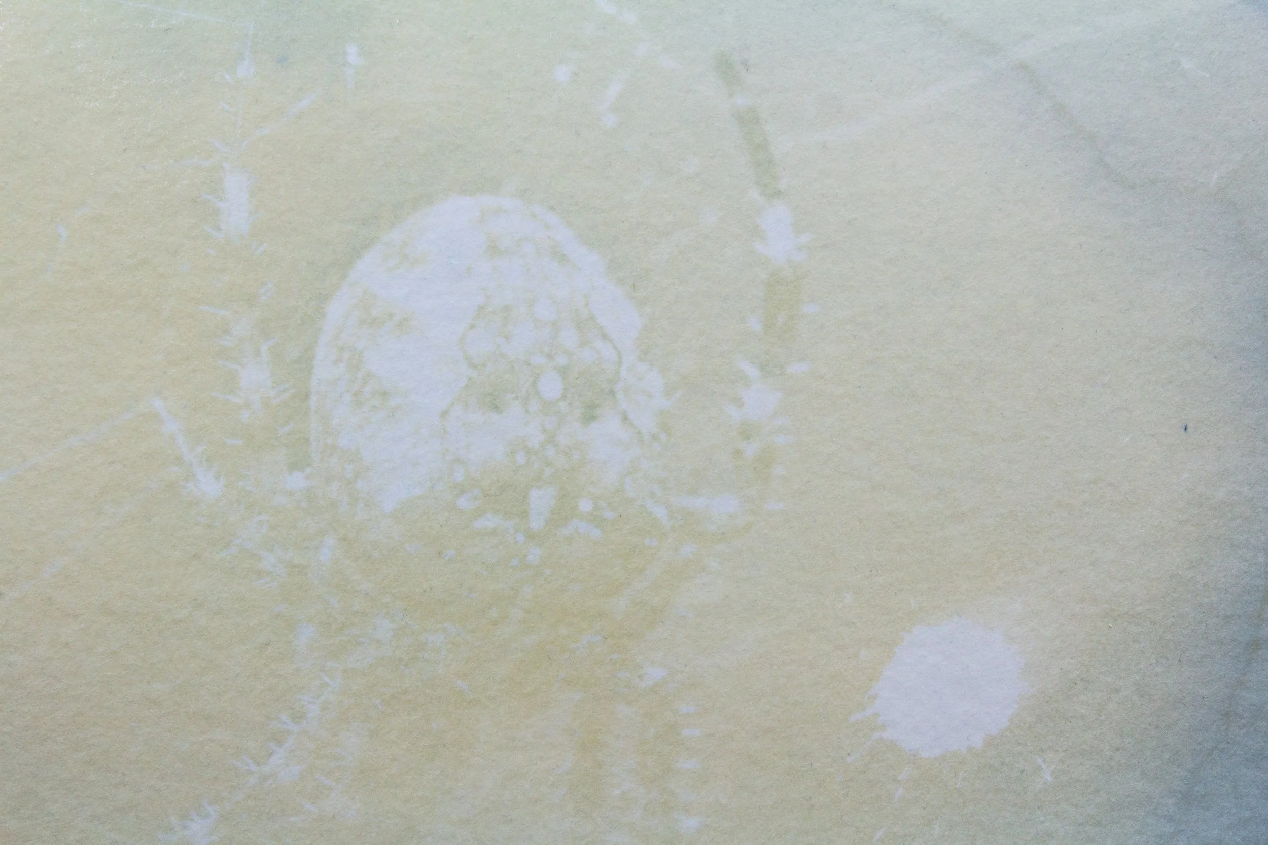 Working, Waning - Closeup.jpg