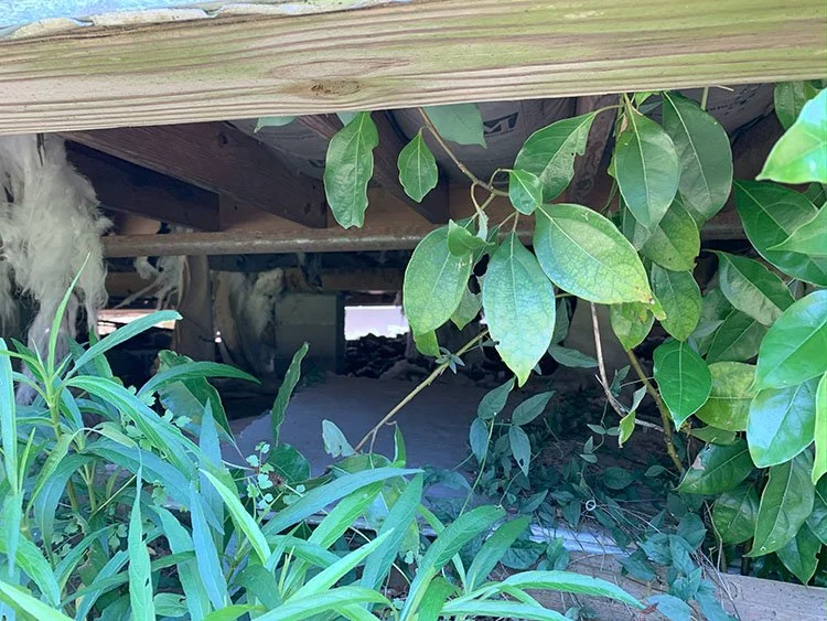 Mandeville 2 — Wysteria Properties