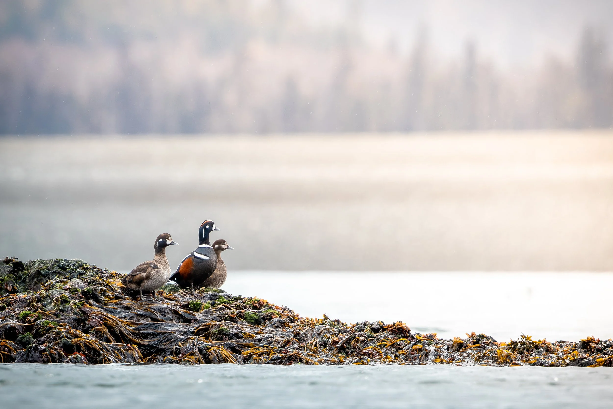 Three ducks, including a male Harlequin duck, standing on seaweed-covered rocks near the water's edge with a blurry background of the ocean and sky.