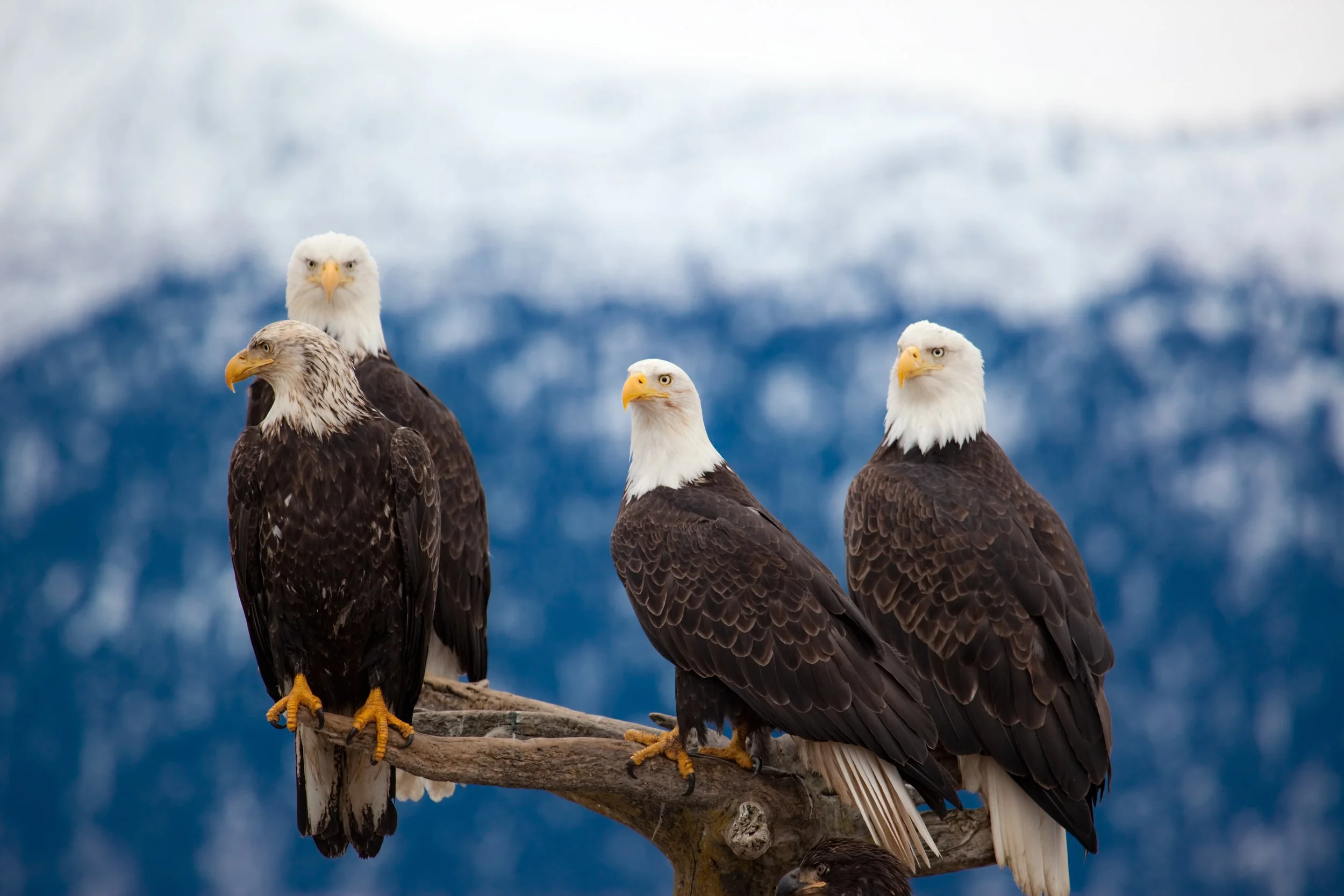 Birdwatching at Odyssey Lodge: Explore Kenai Peninsula’s Avian Wonders
