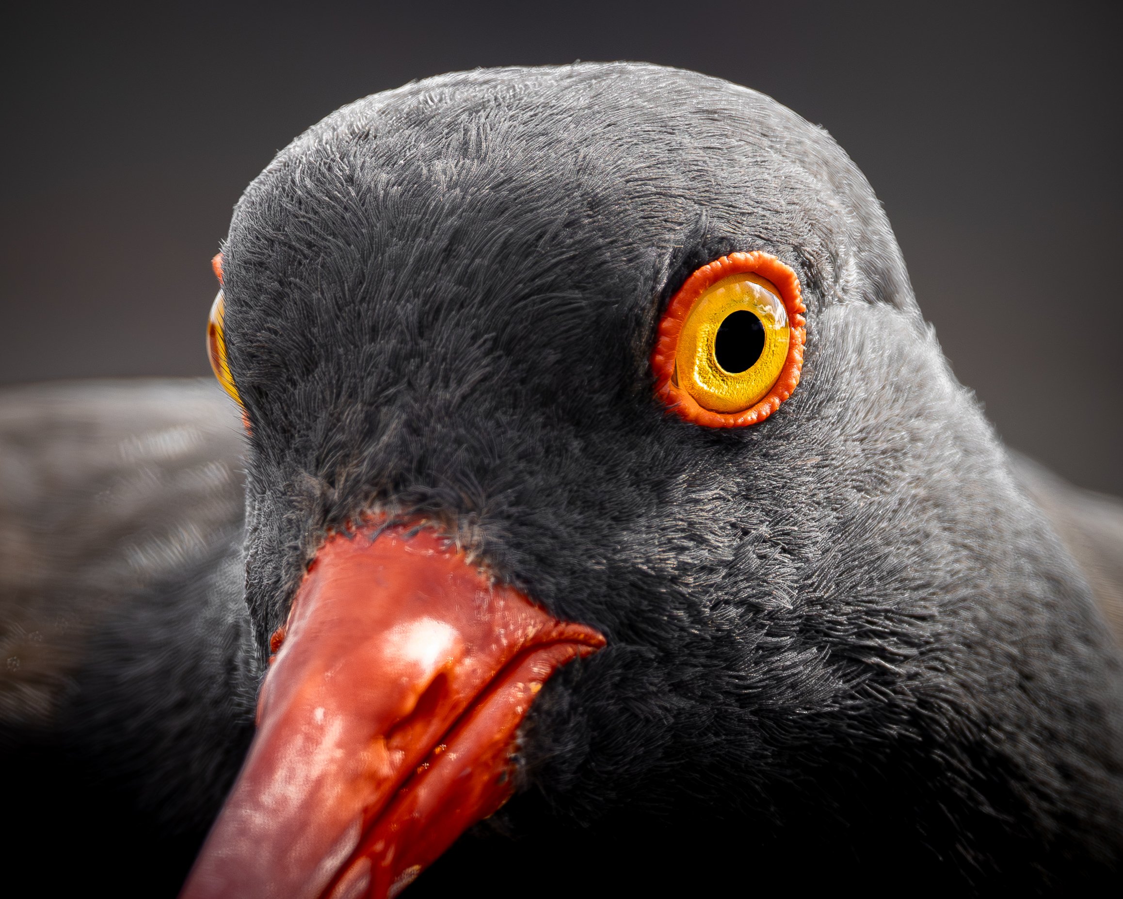 Close-up of a black bird with bright yellow eyes, orange beak, and detailed feather texture.