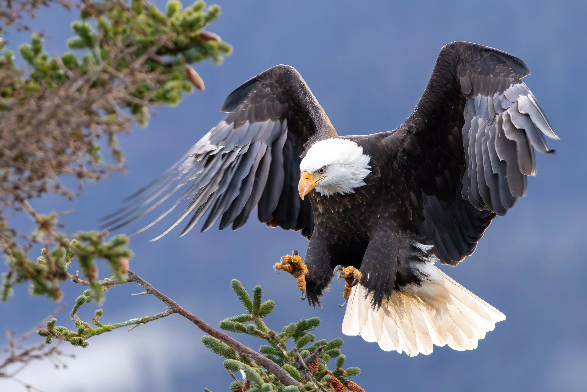 A bald eagle landing on a tree branch with its wings spread wide.