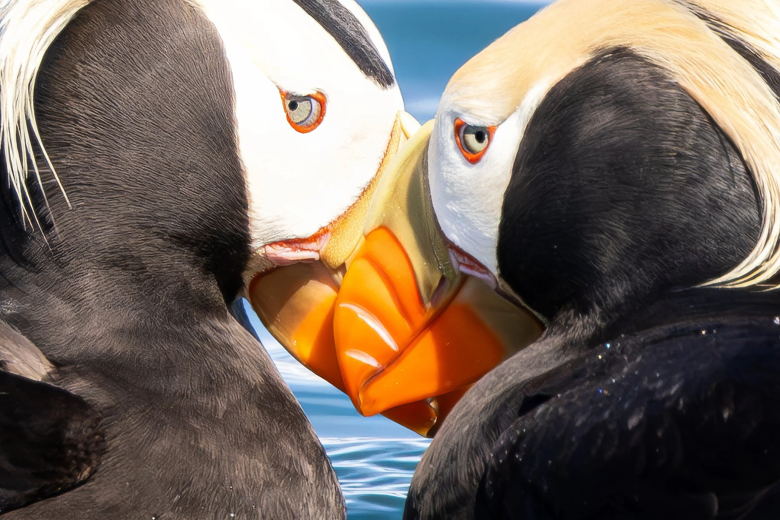 Close-up of two puffins with beaks touching, near water surface.