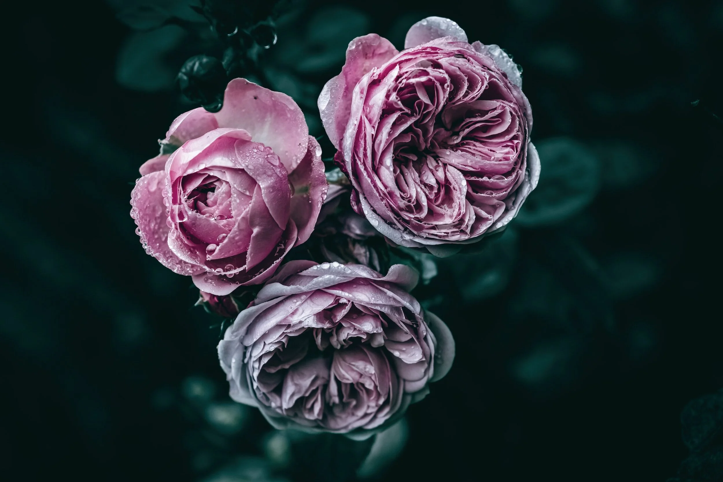 vintage roses with dew drops