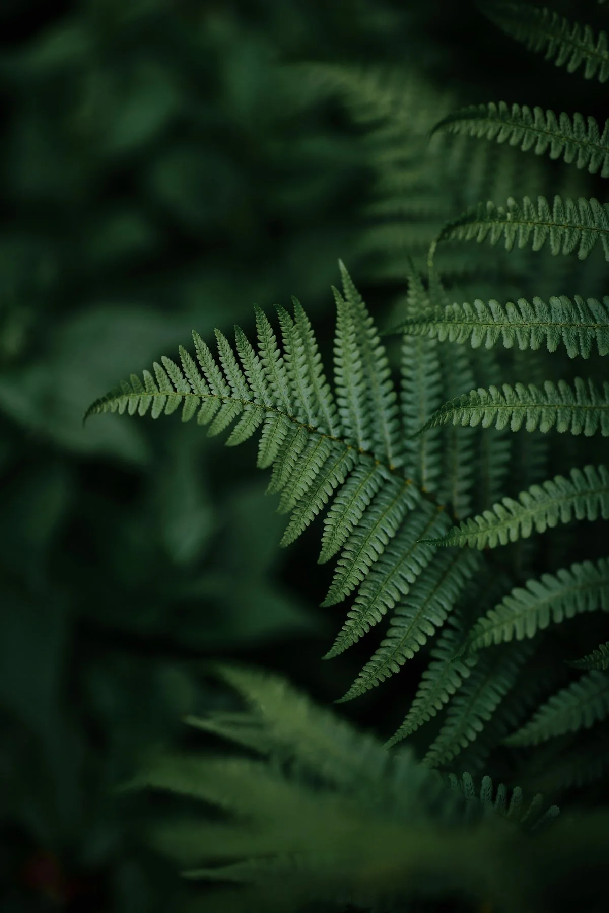 ferns-fjellsangin.com.jpg