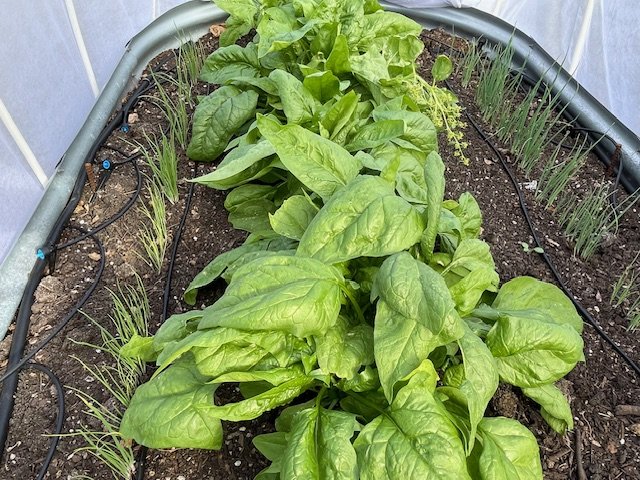 Winter spinach and onions