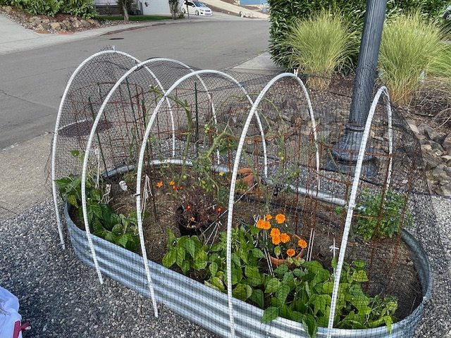 Raised bed