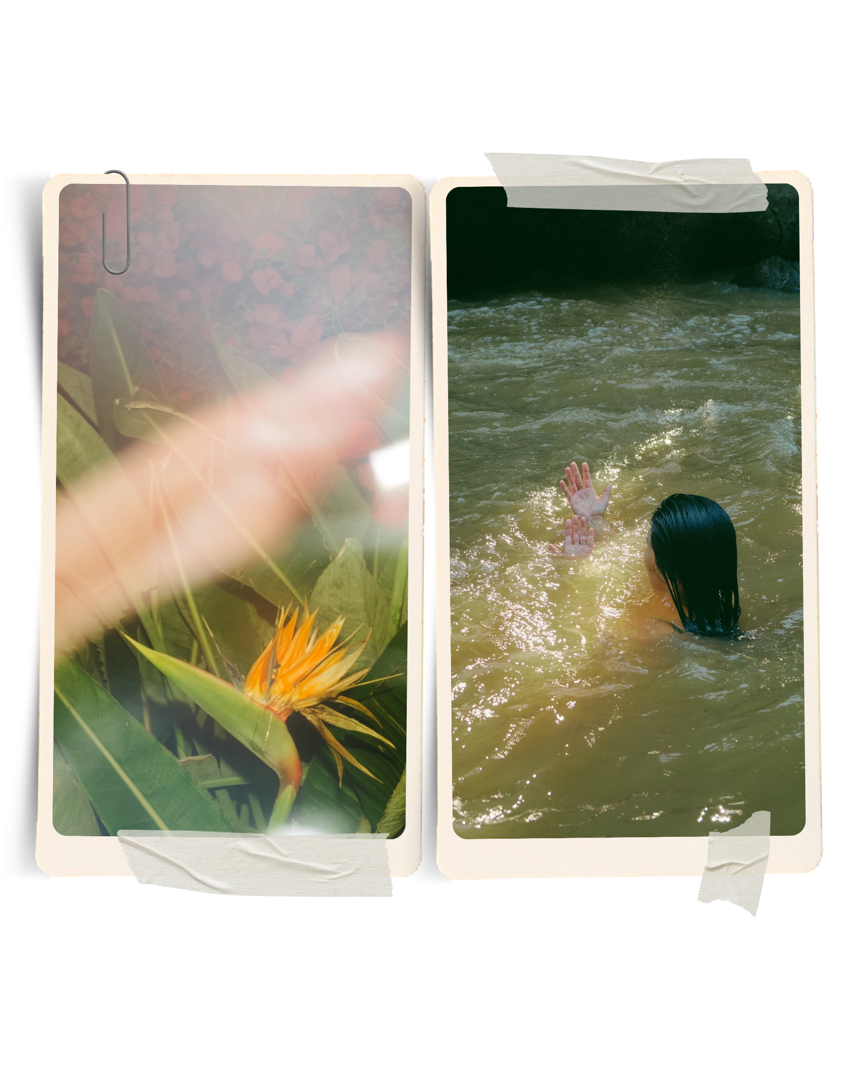 A person swimming in a river with hands reaching above the water, and a close-up of a tropical flower with green leaves on a background of pink flowers.