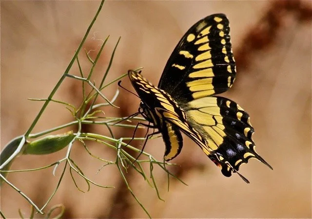 INSTRUCTIONS ON NOT GIVING UP BY ADA LIMÓN