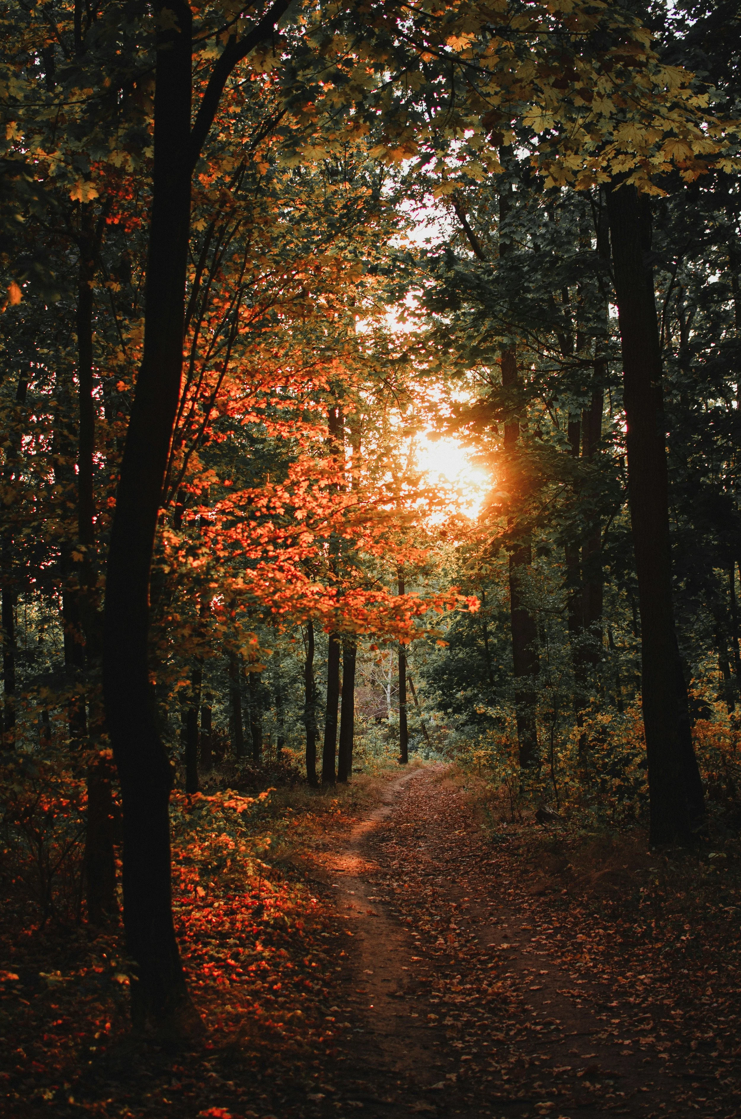 settling by denise levertov