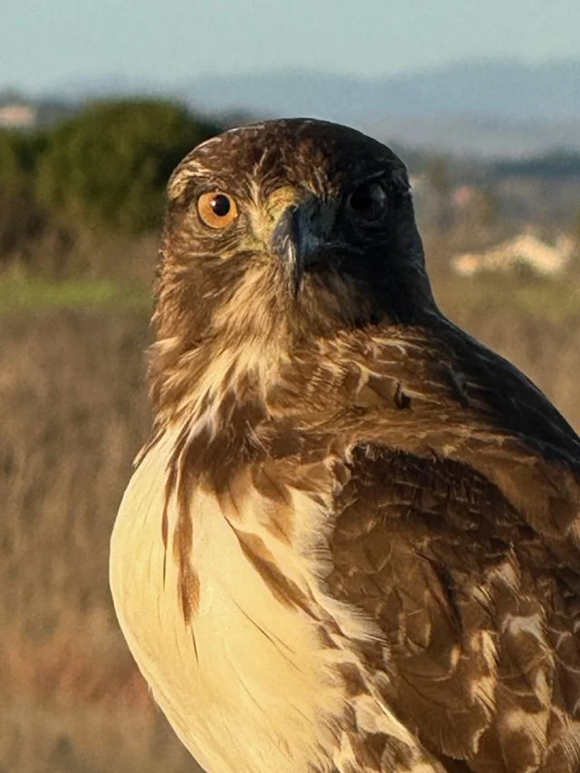 wilderness by carl sandburg