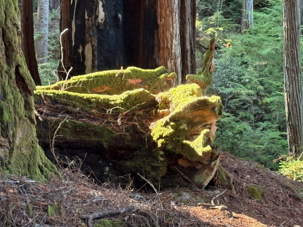 she told me the earth loves us, anne haven mcdonnell