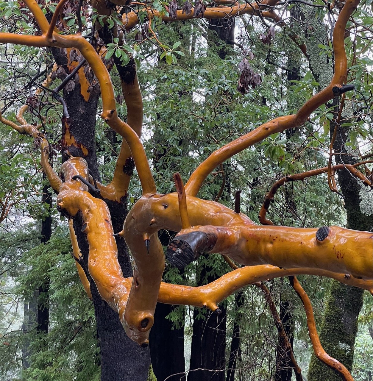 i go among the trees and sit still, wendell berry