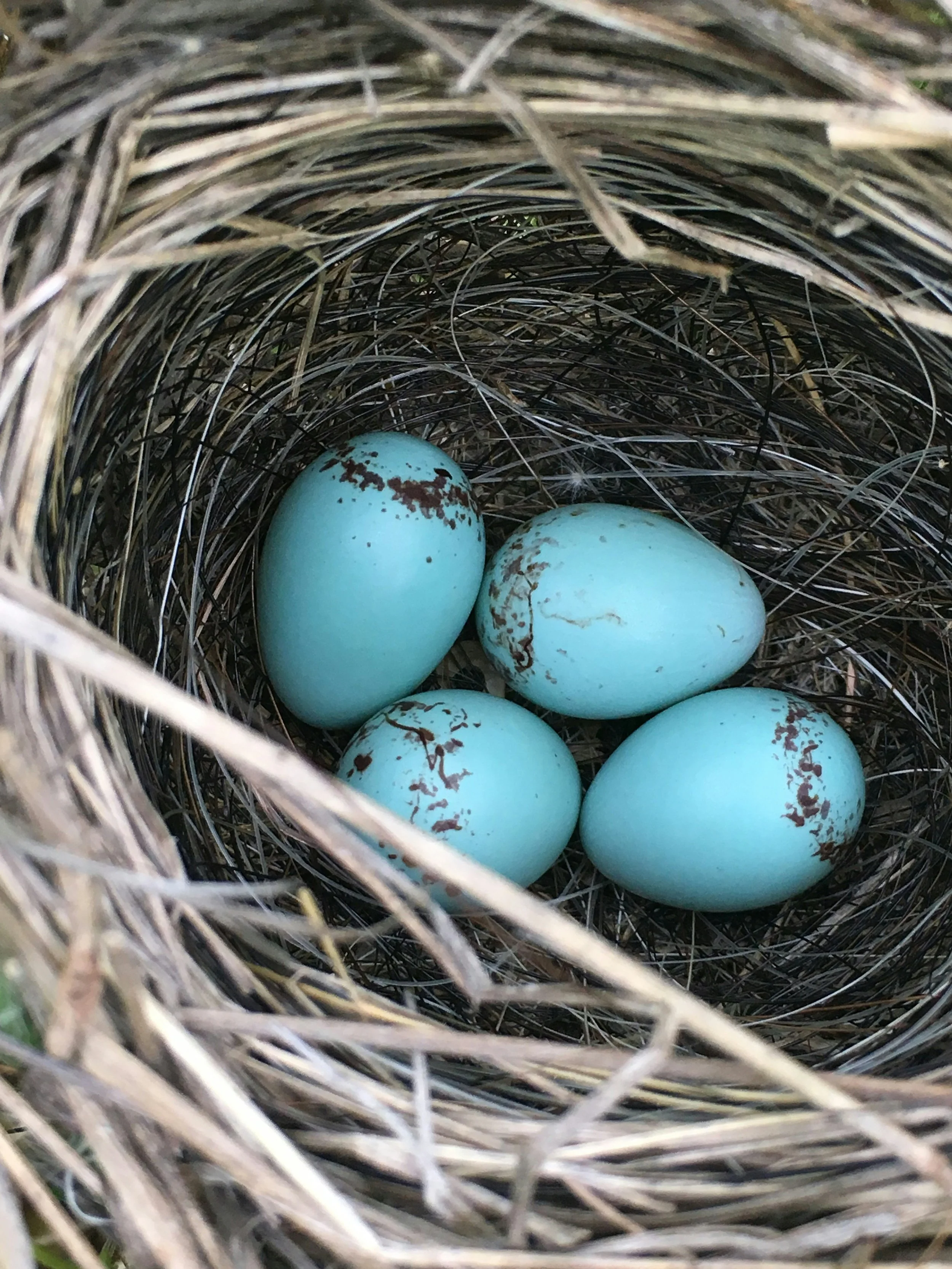 Wren’s nest in a shed near aurora, kim stafford