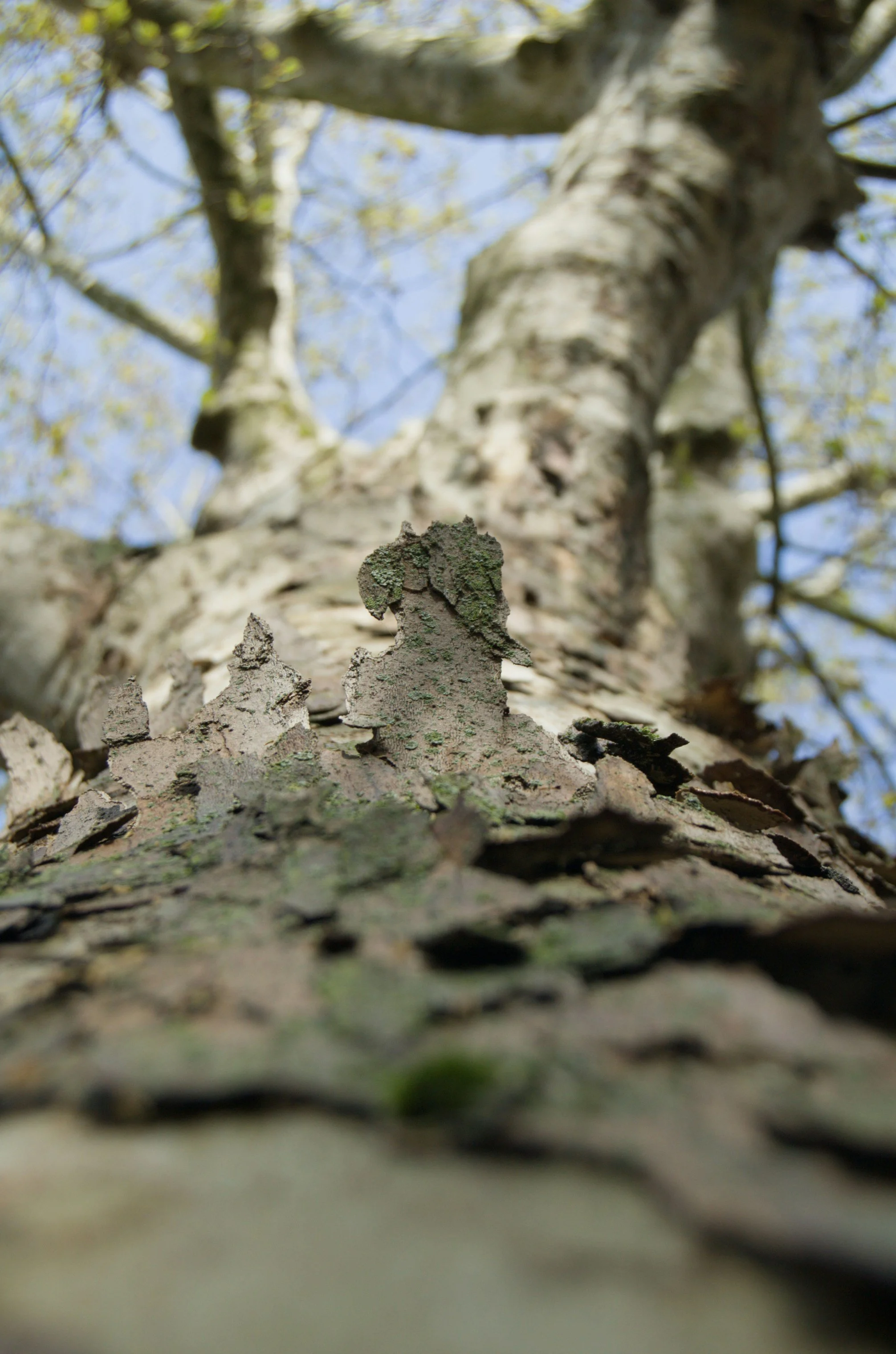 The sycamore, wendell berry