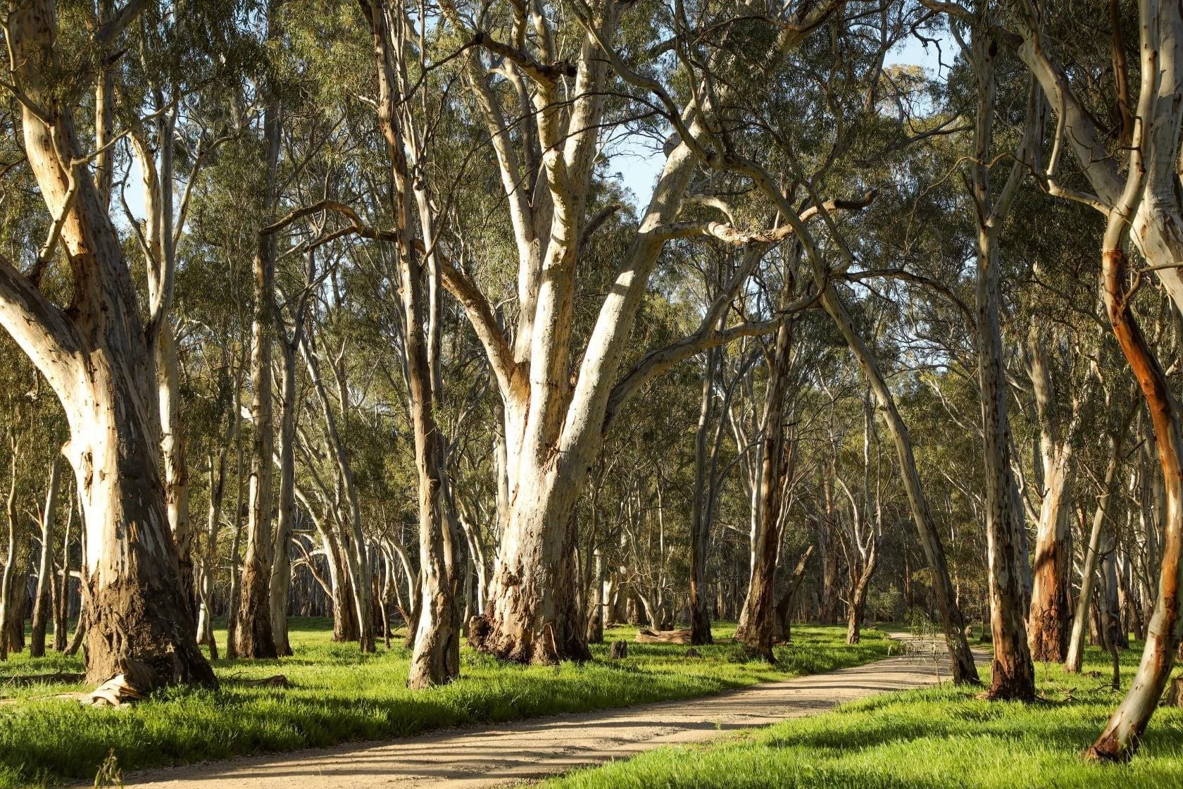 Photo Credit: The Koondrook & Barham Bridge Newspaper