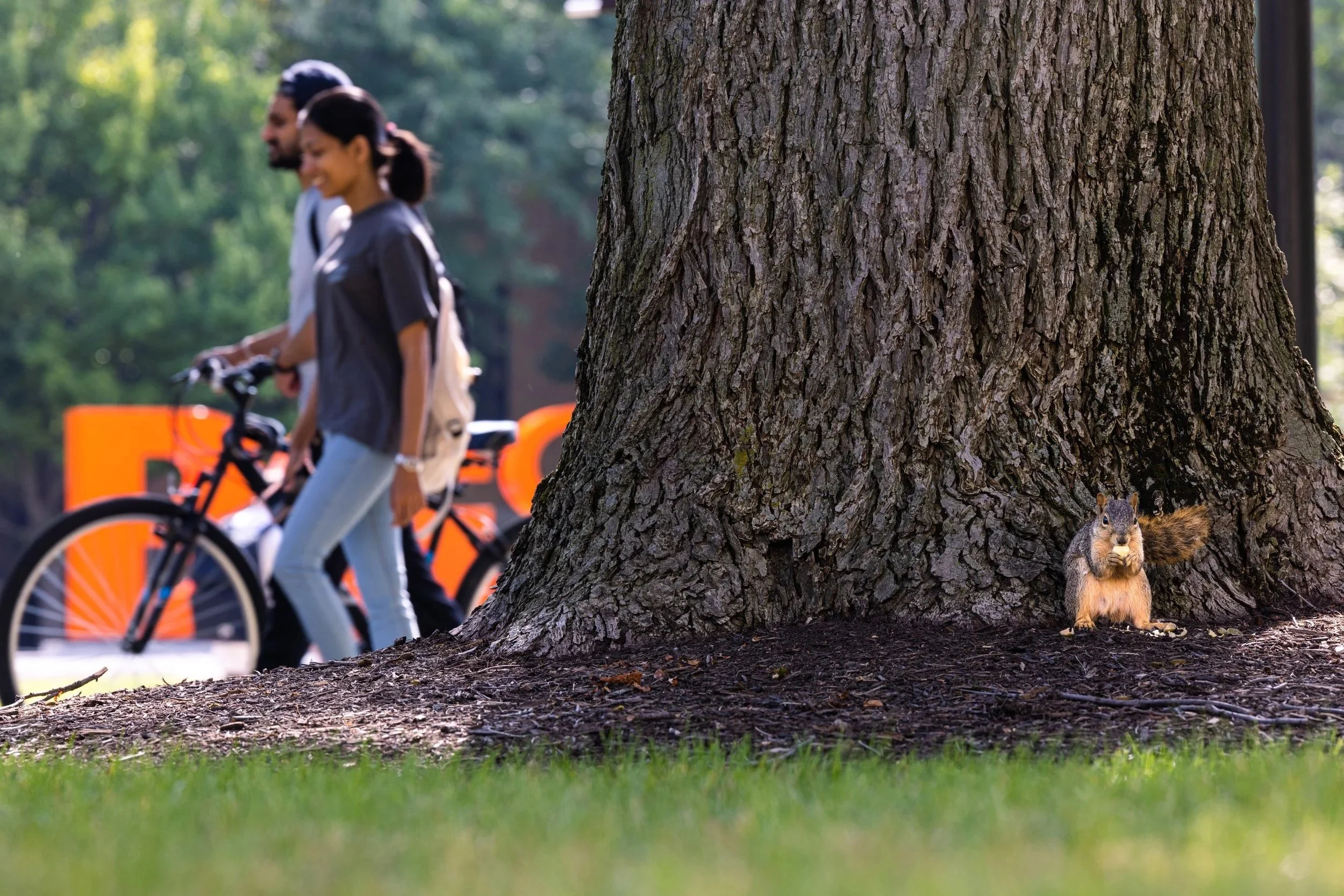 A squirrel sits at the base of a large tree trunk while two people walk and ride bicycles in the background in a park.