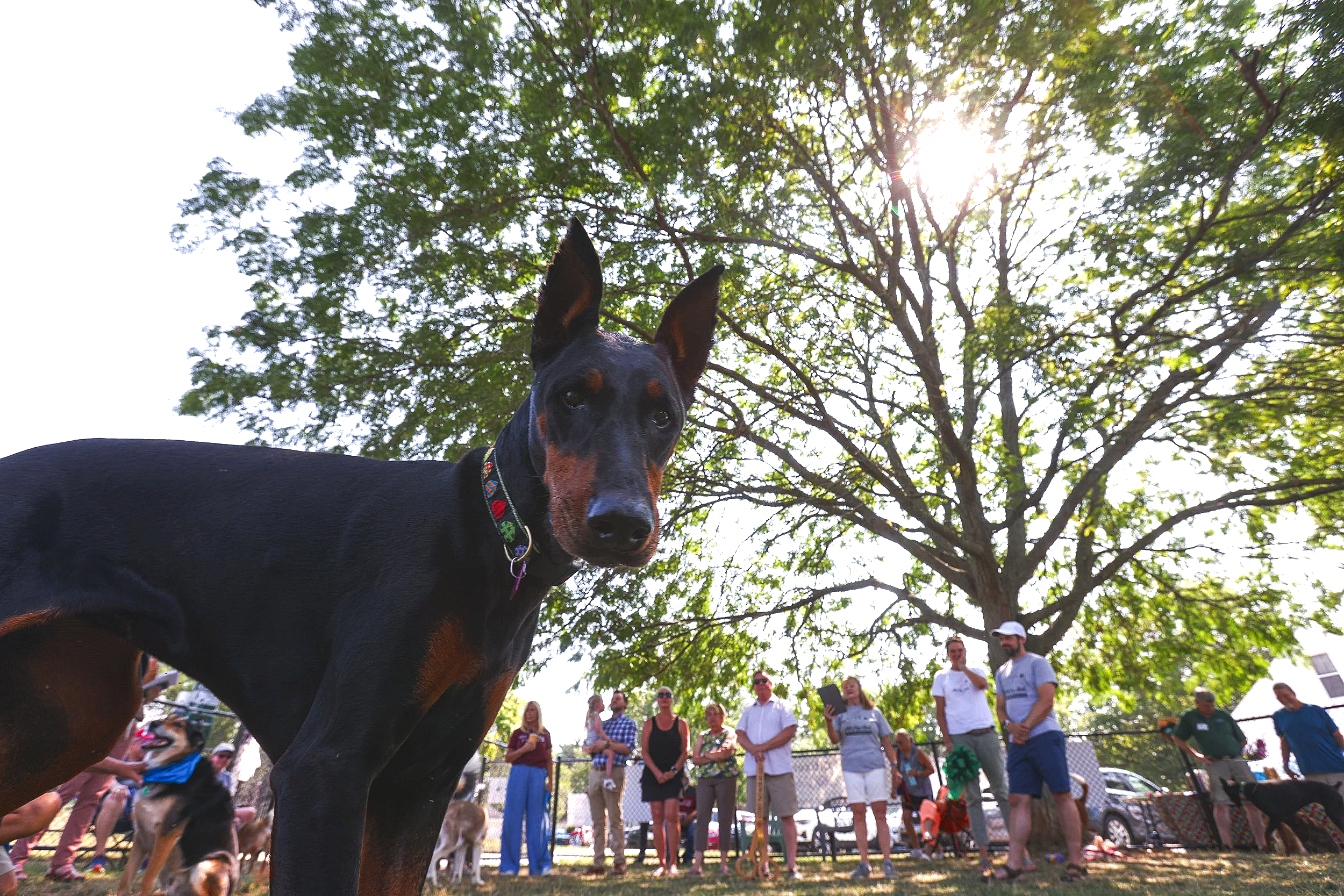 Close-up of a black and tan dog with erect ears, standing outdoors in front of a group of people and a large tree, with the sun shining through the leaves.