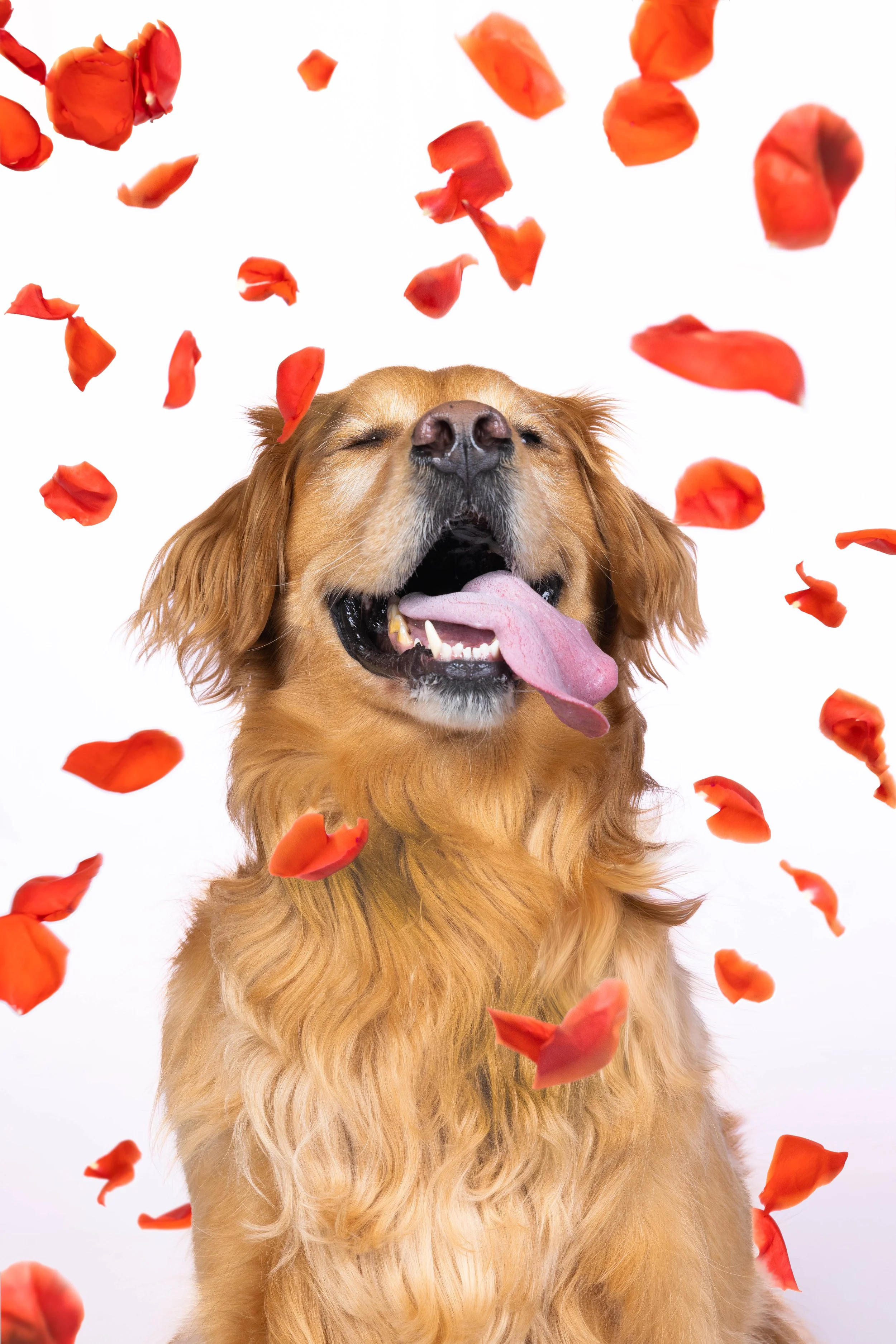 ValentineDog-.jpg