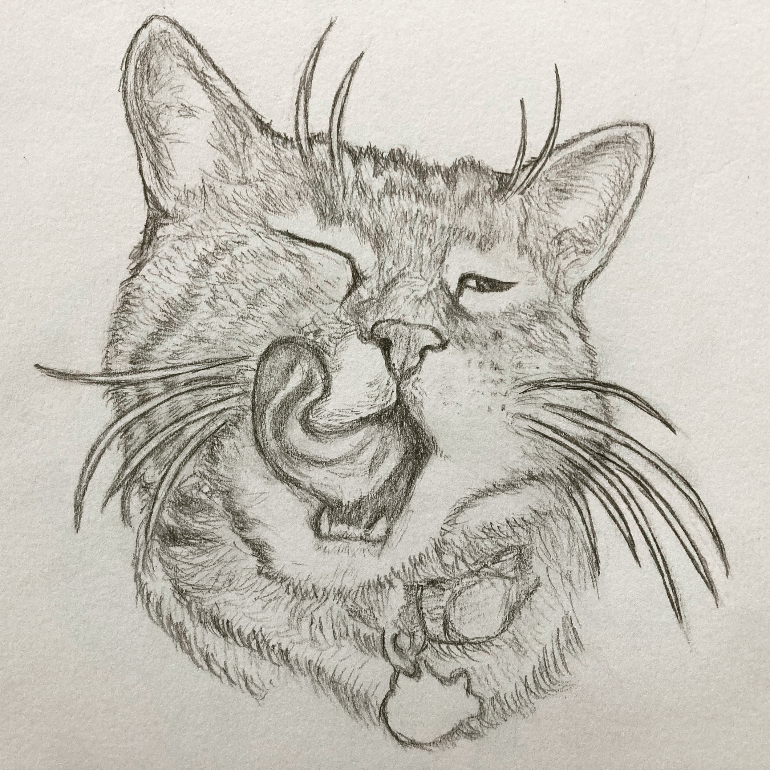 I really enjoy studying an animal's eyes and trying to capture the personality that makes them so loved!