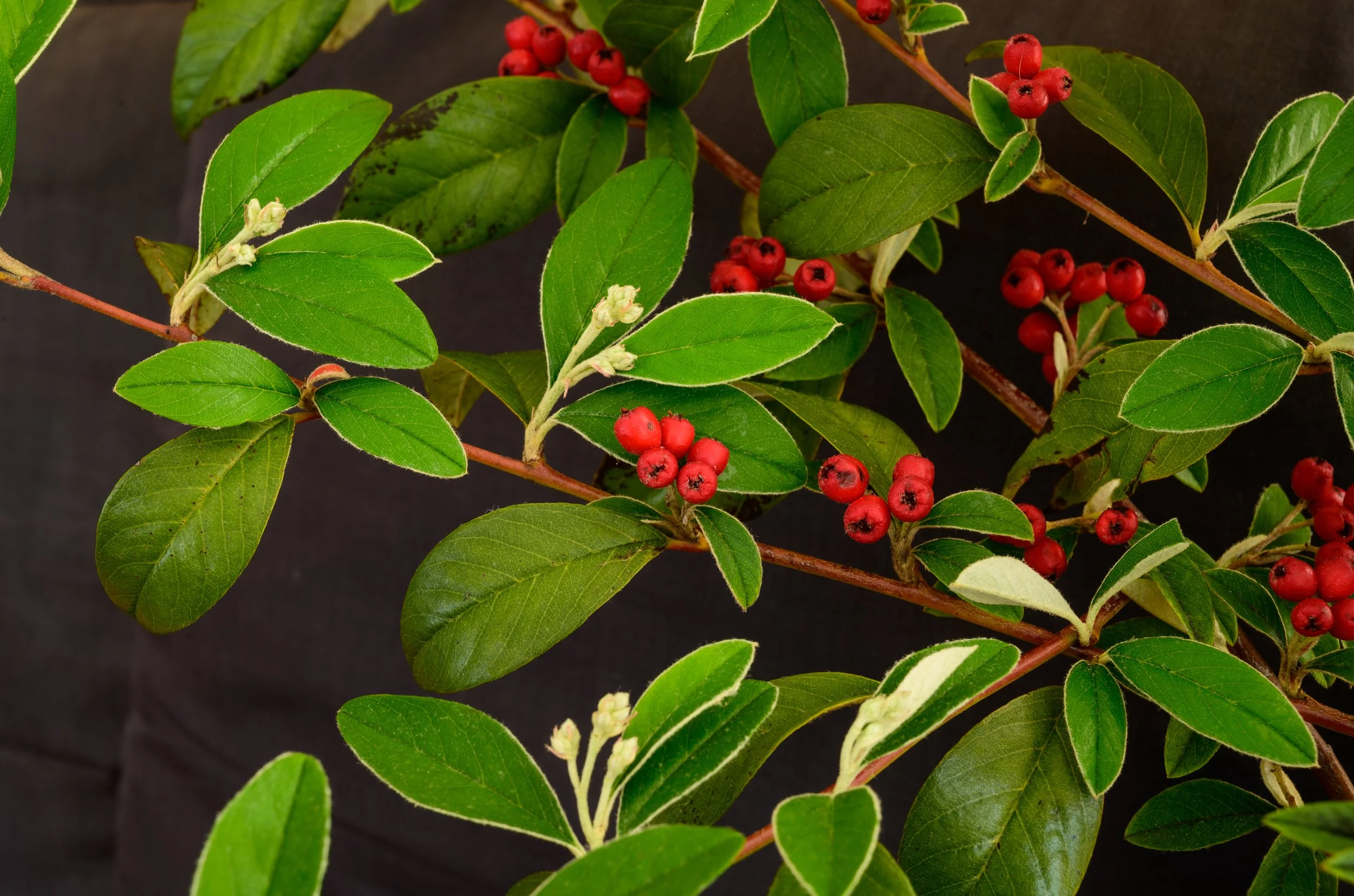 Cotoneaster (Cotoneaster spp.)