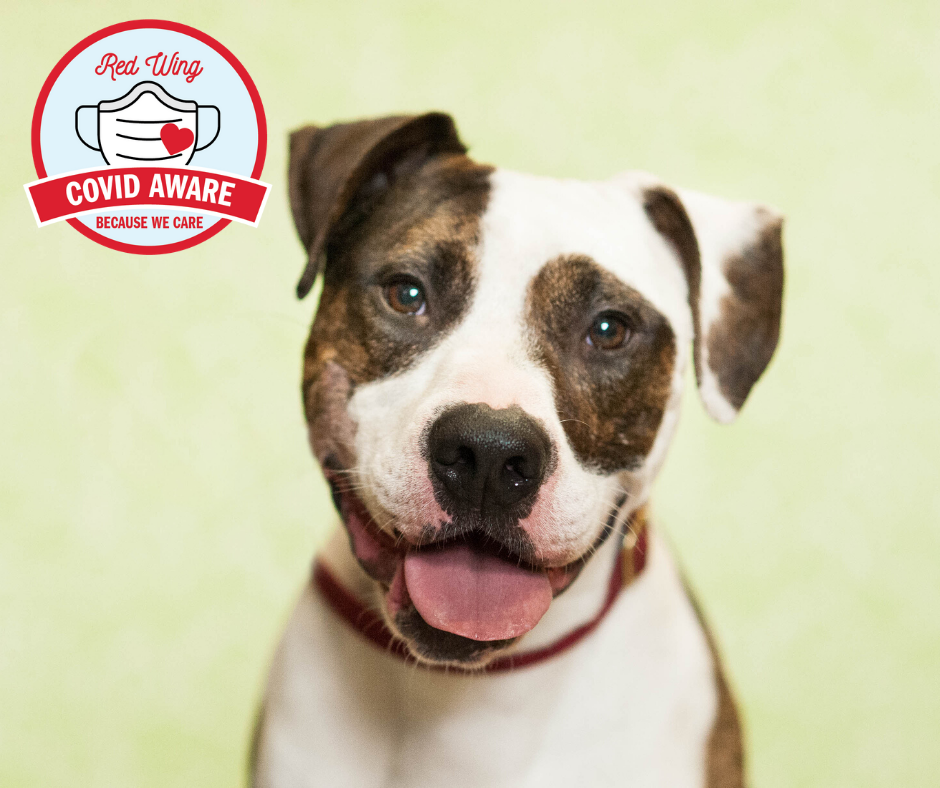 Featuring Covid Aware Because We Care Designated Nonprofit, River Bluff Humane Society!
