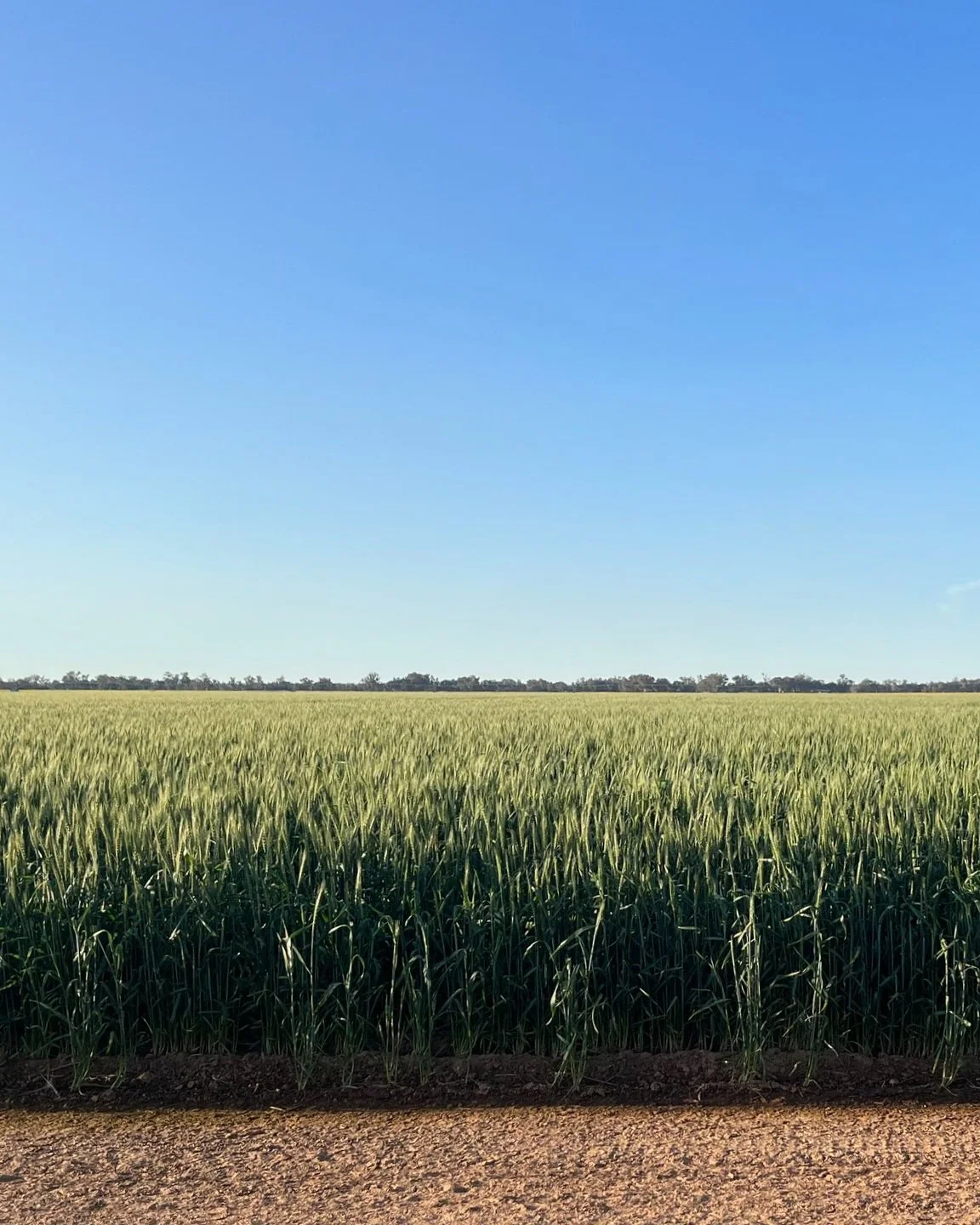 Agriculture and forestry systems and climate