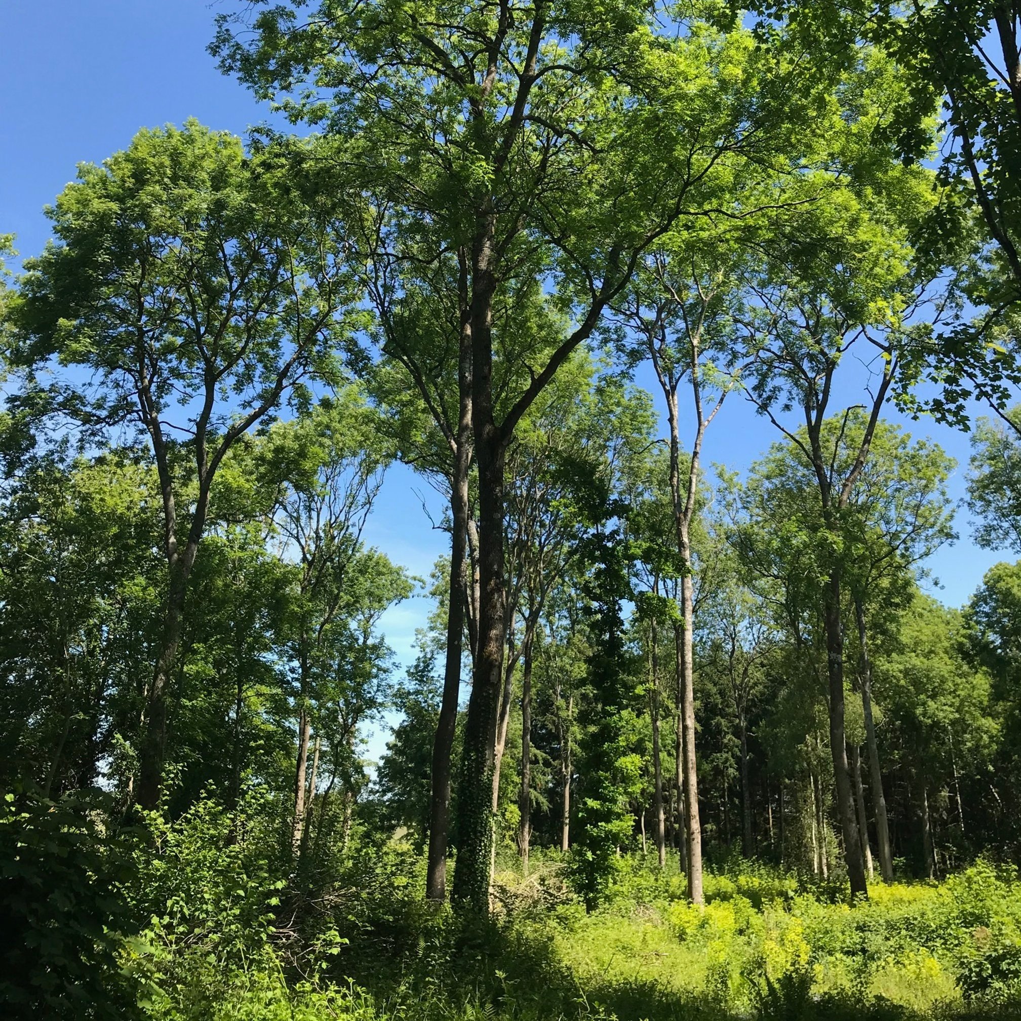 Investing in Continuous Cover Forestry in Europe